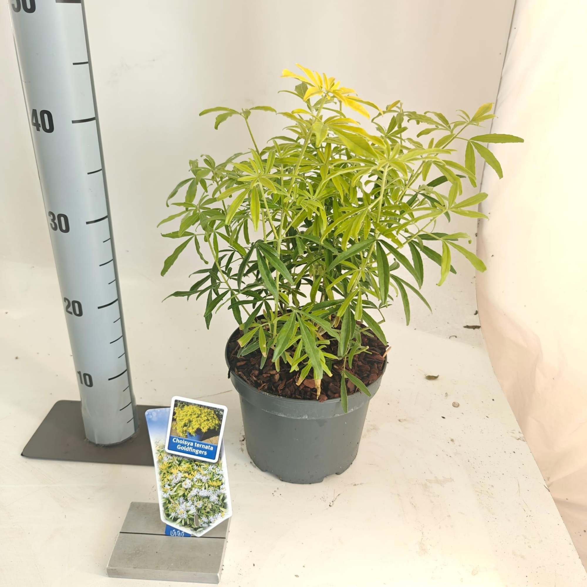 Choisya ternata Goldfingers ('Limo'PBR), D 19