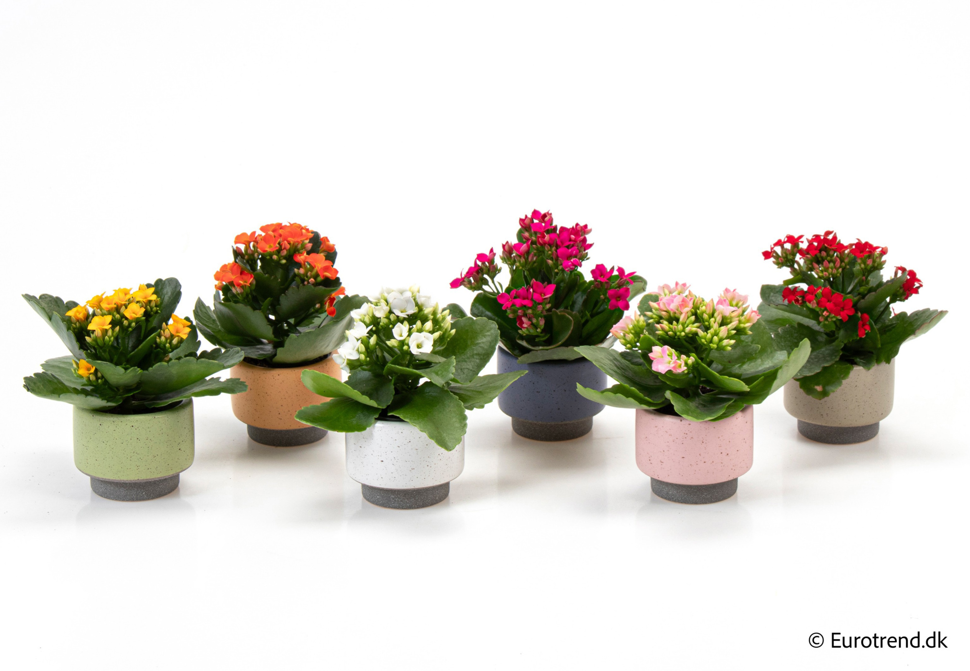 Kalanchoe in Spring, Summer & Autumn ceramic 2026, D 6