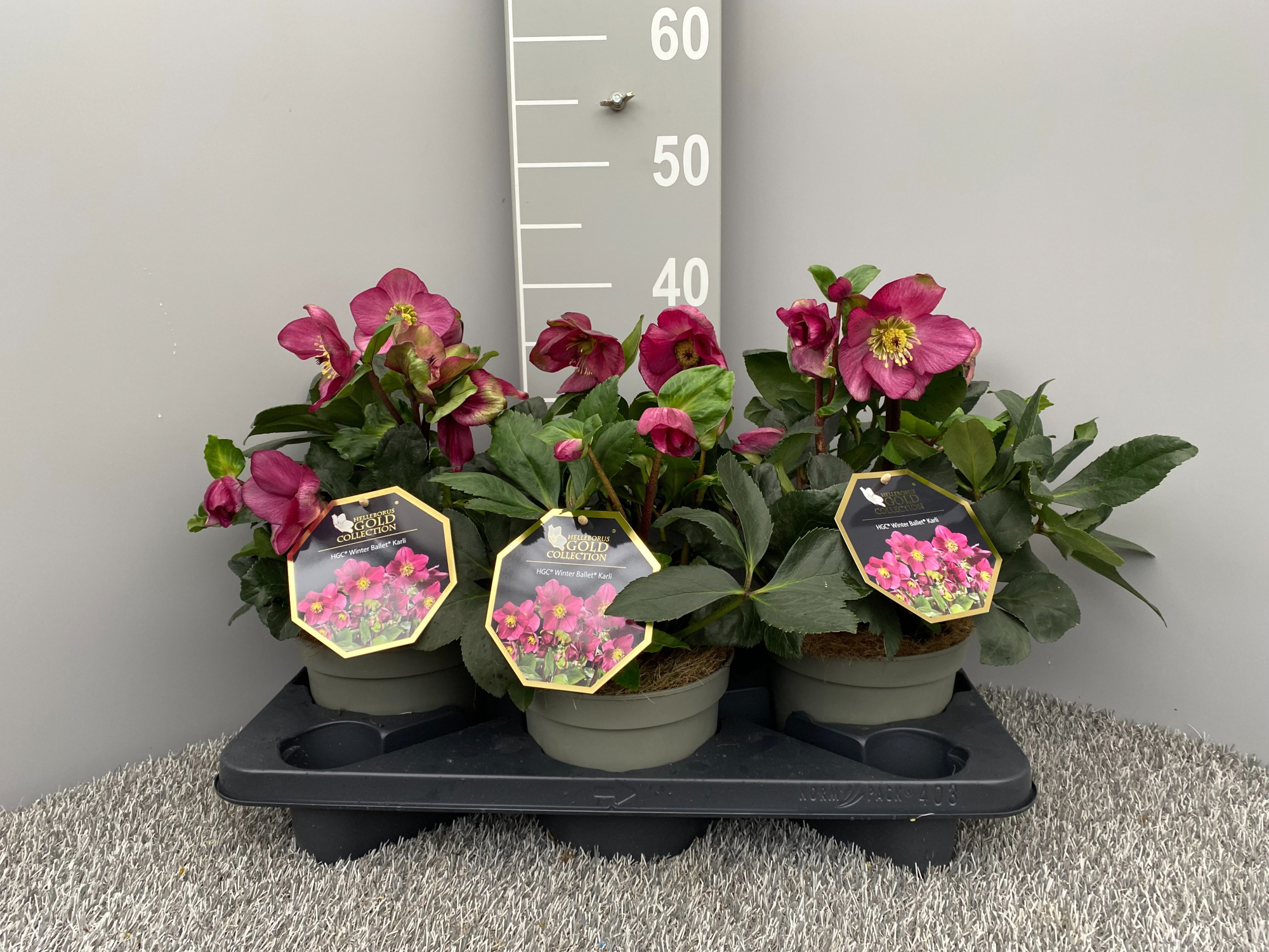 HGC® Winter Ballet® Karli, D 17 cm