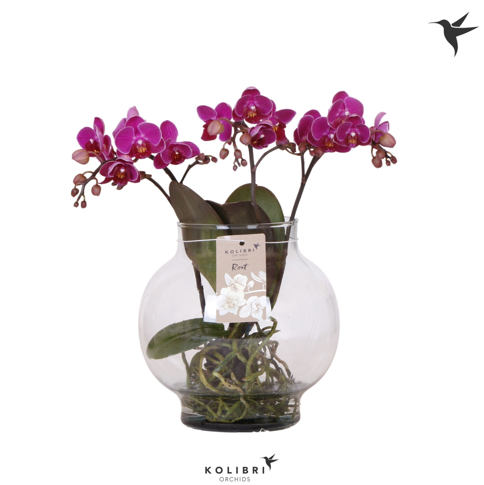 Kolibri Orchids Phalaenopsis Roots violet in glas bowl transpar, D 16 cm