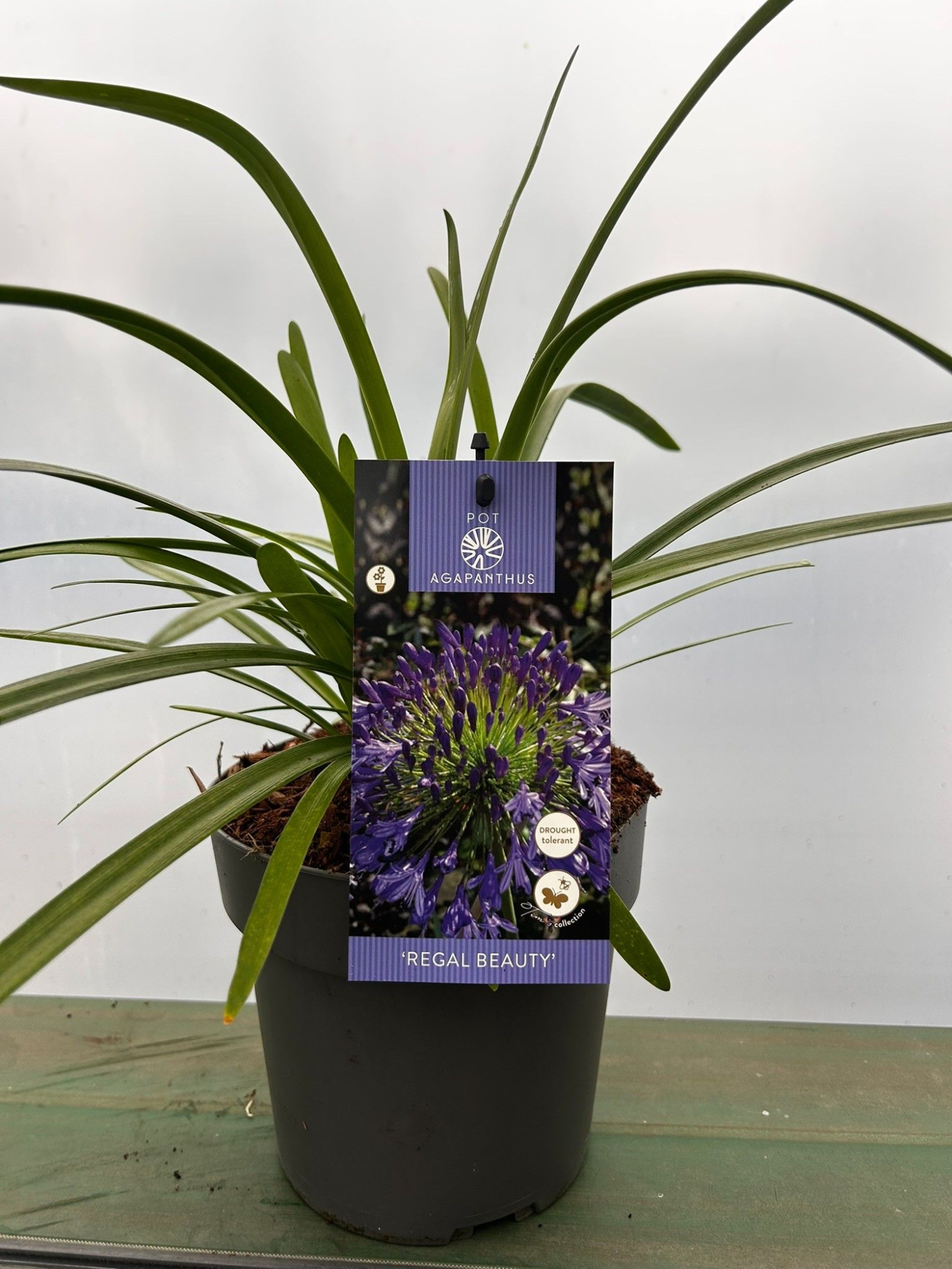 Agapanthus 'Regal beauty' P17 EVERGREEN, D 17