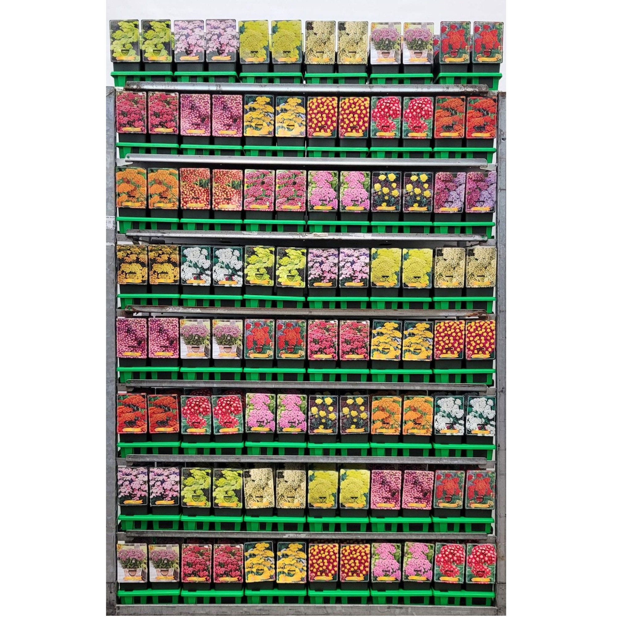 Achillea mix CC P11, D 11 cm