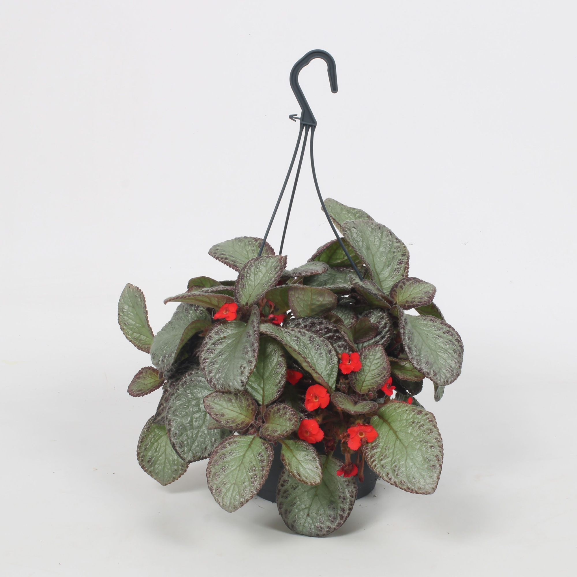 Episcia Pink Acajou 17CM, D 17 cm