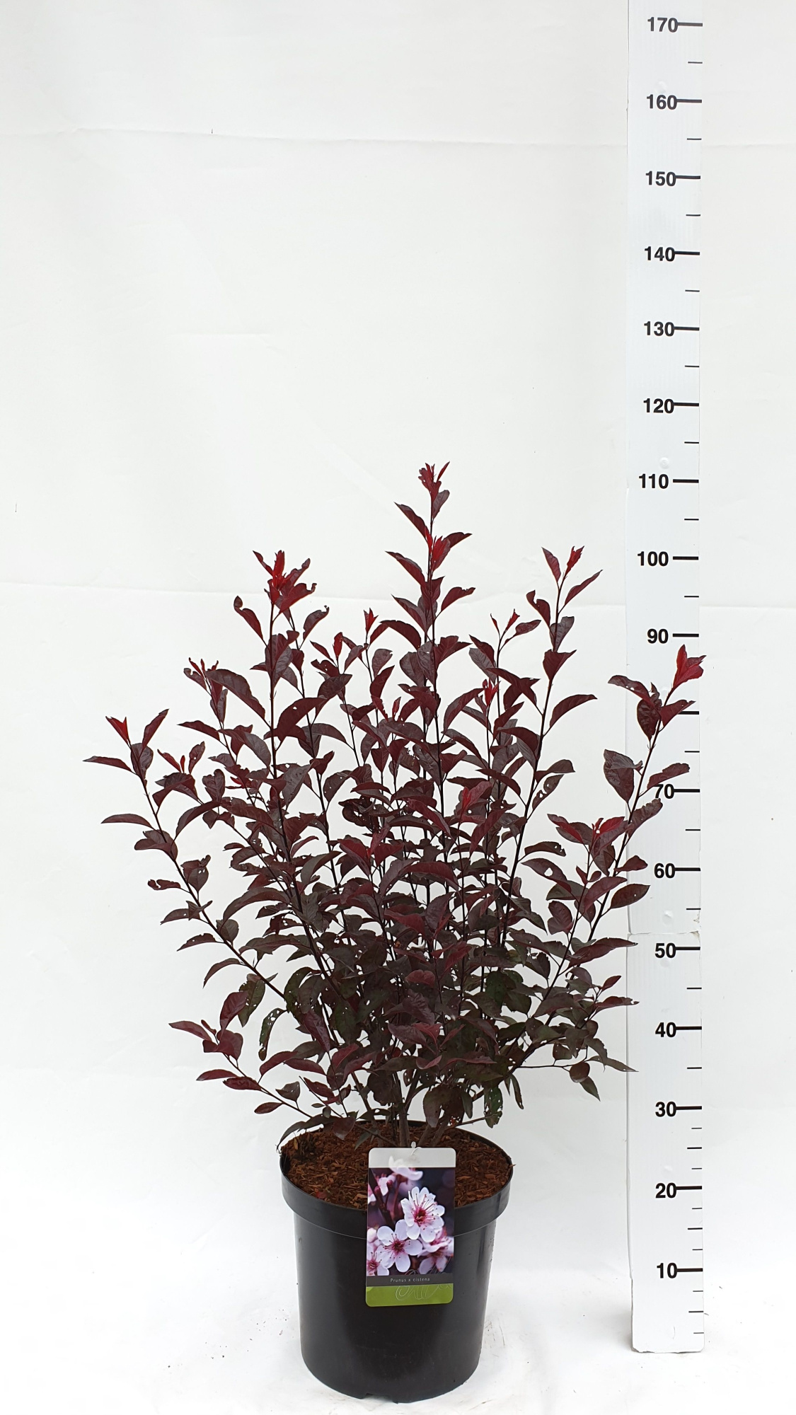 Prunus cistena, D 30 cm