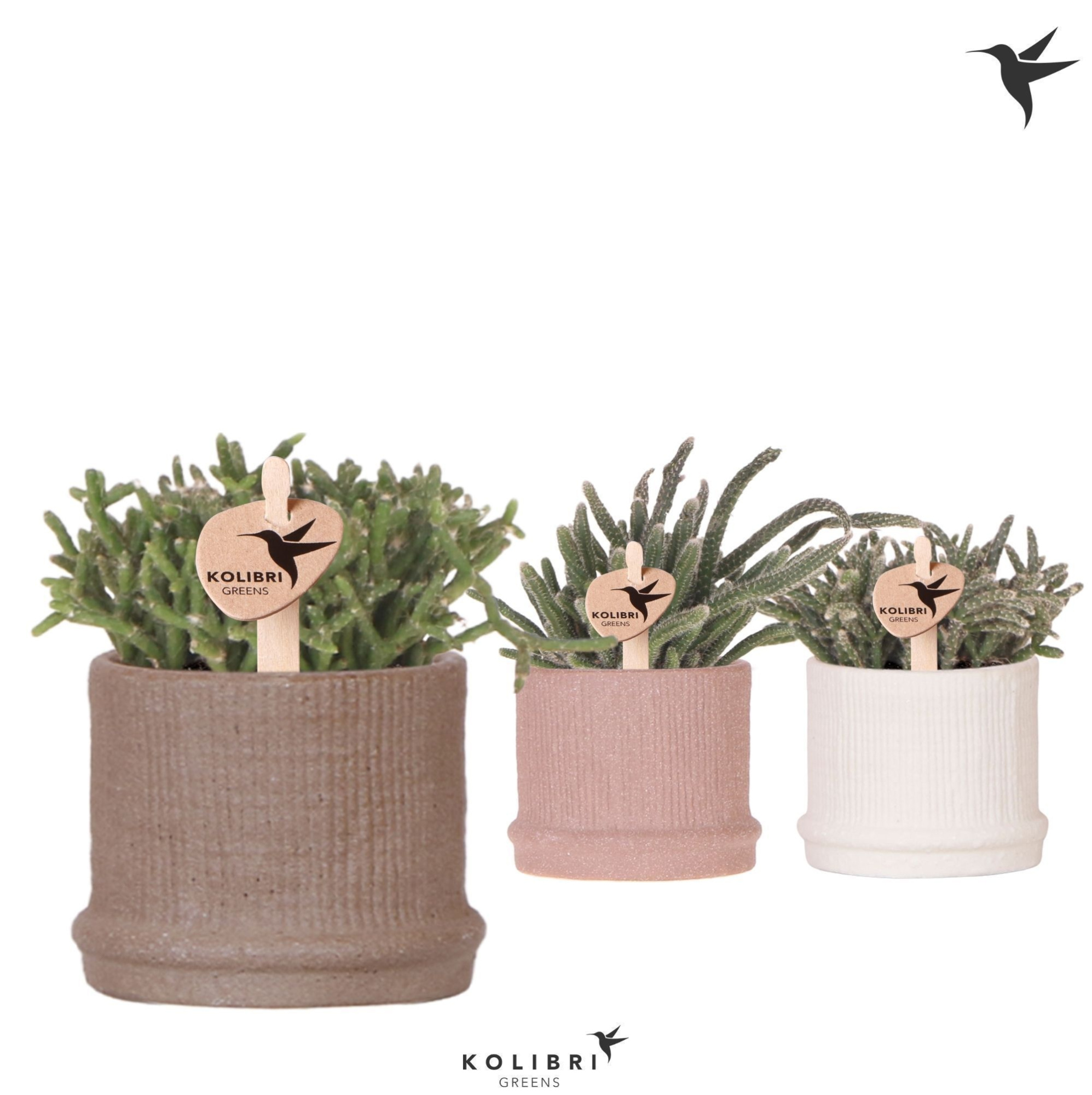 Kolibri Greens Rhipsalis mix in Bali pot mix, D 6 cm