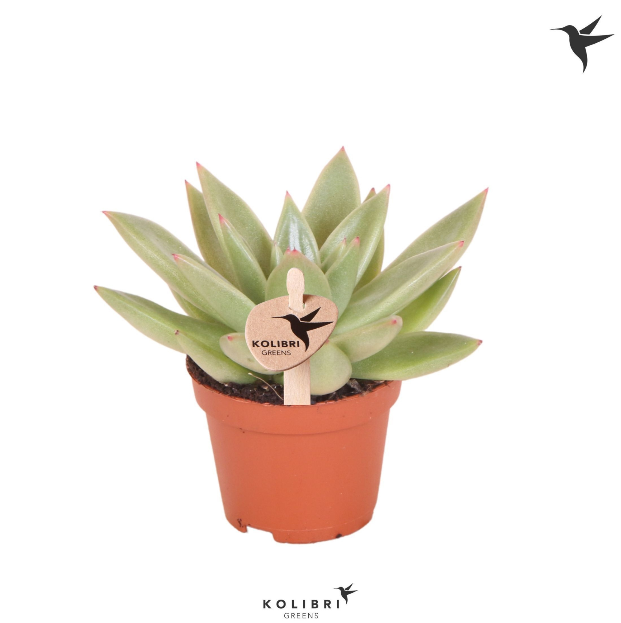 Kolibri Greens Succulenten Echeveria Miranda, D 6 cm