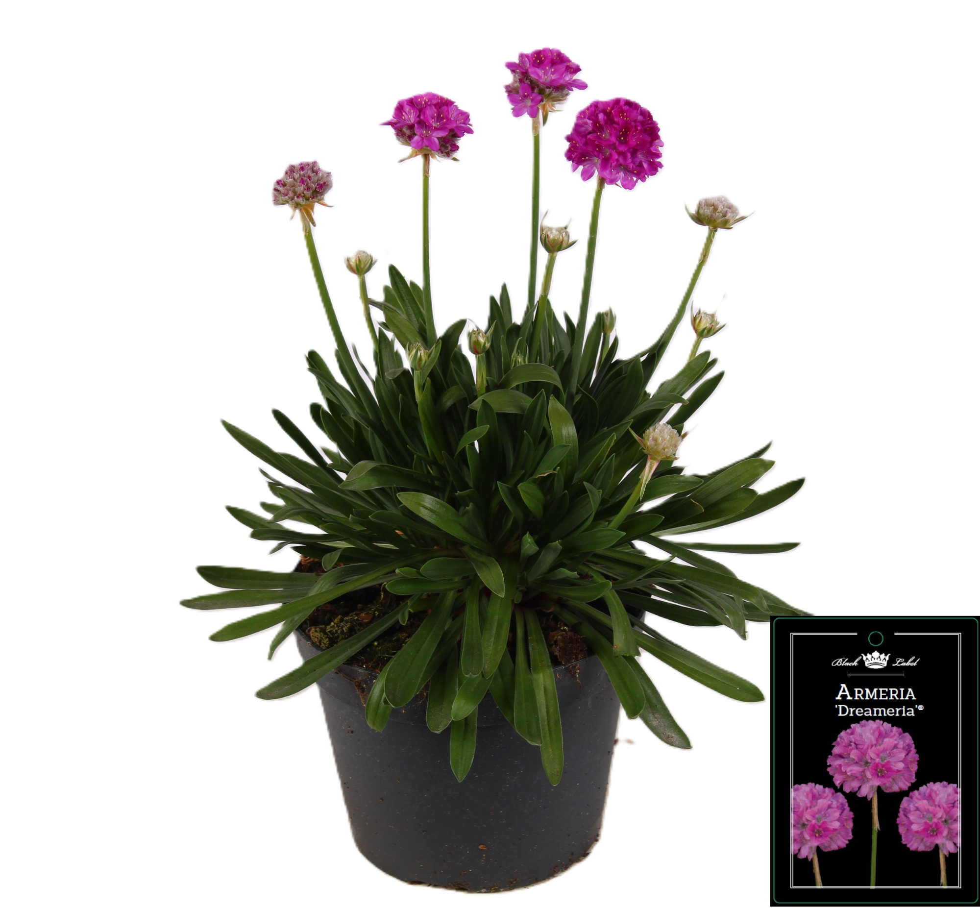 Armeria Dreameria Sweet Dreams, D 15