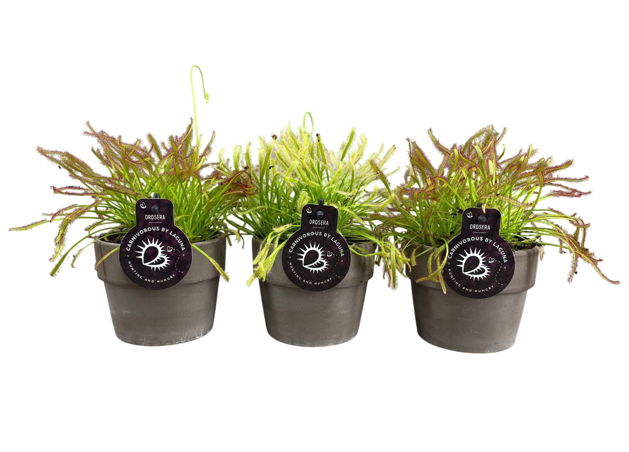 Drosera capensis mix in 12 cm grijze terracotta pot (waterdicht), D 12