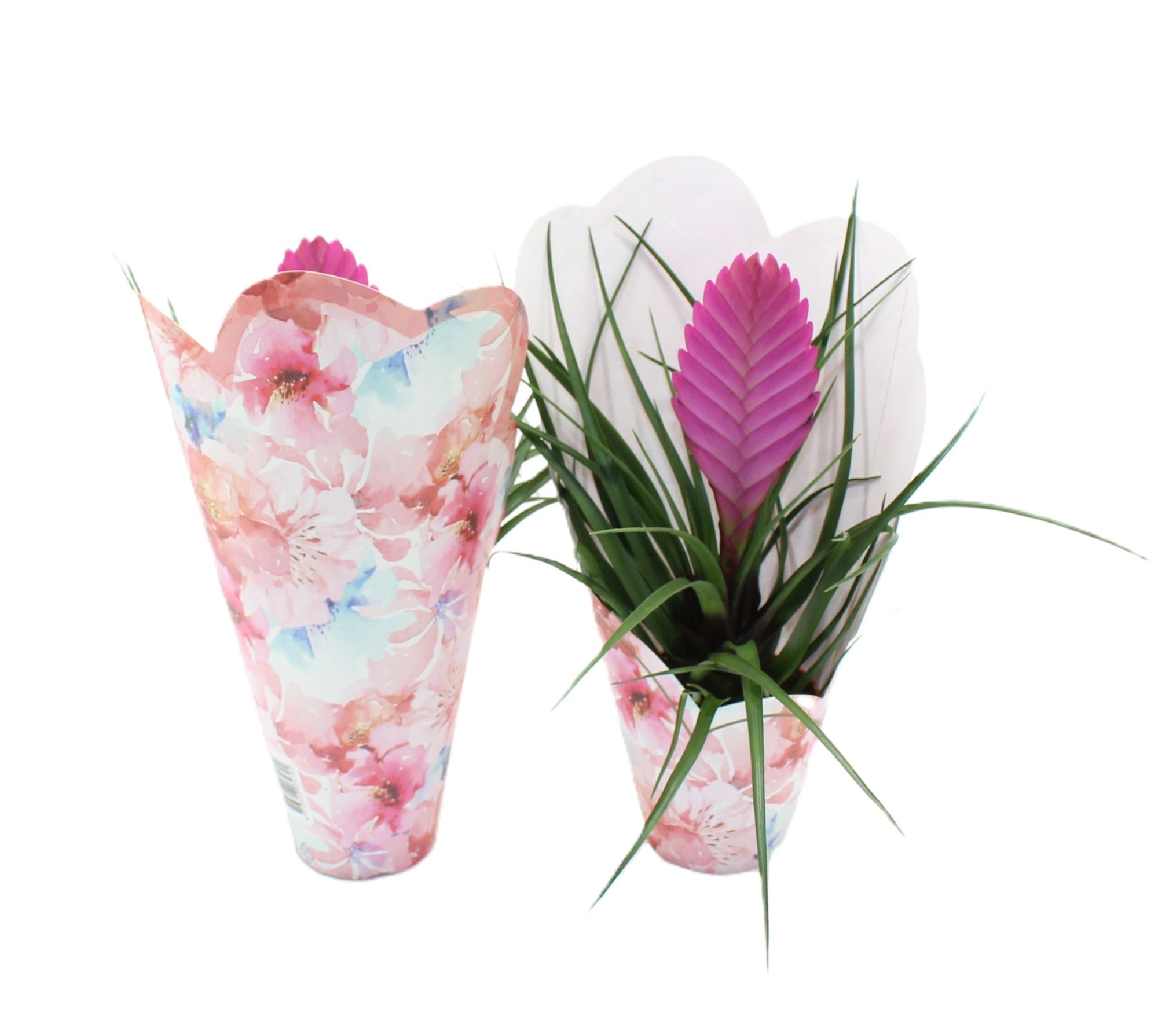 Tillandsia Vincent Roze send some love, D 9