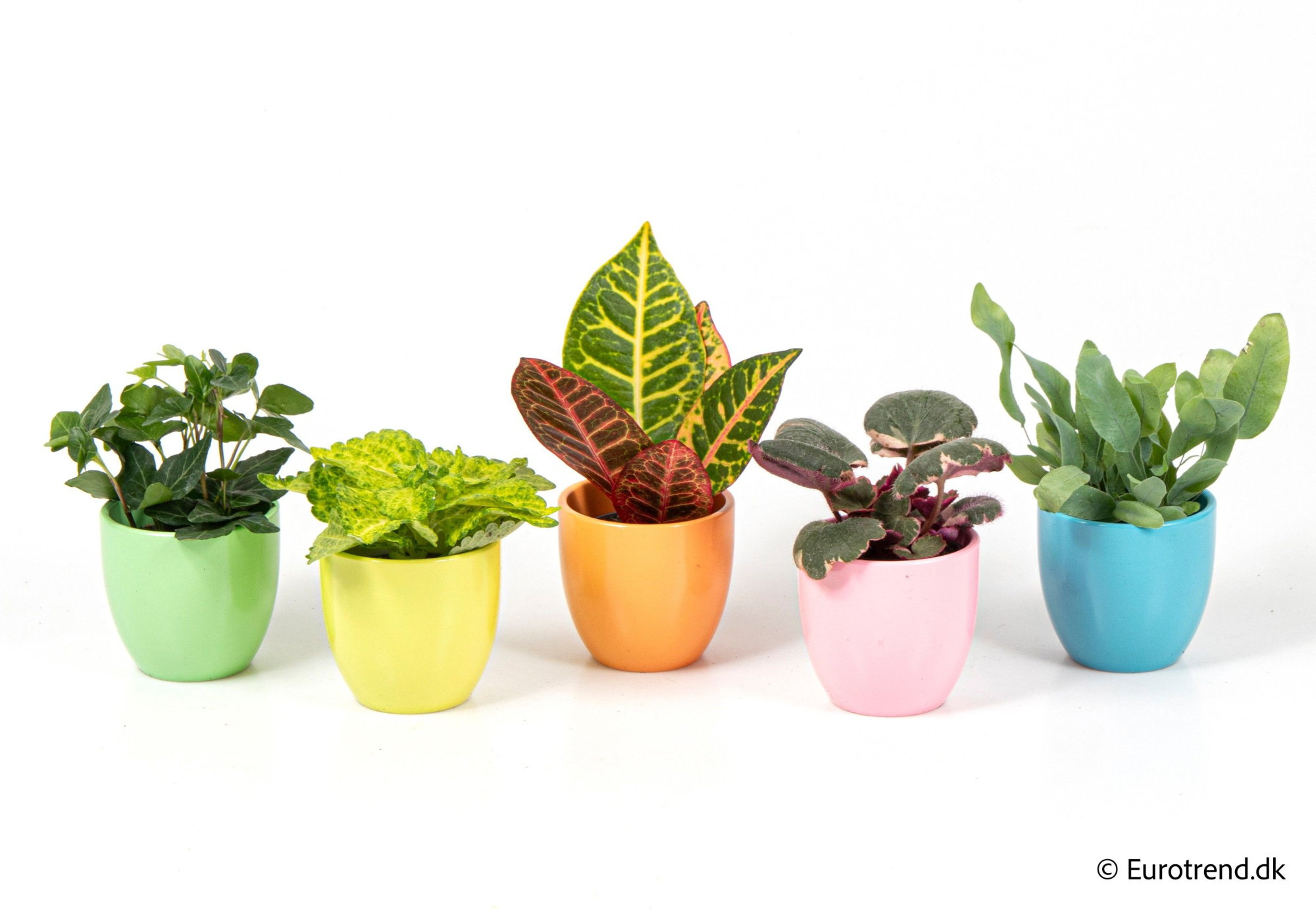 Green mix in ceramic - Spring, Summer & Autumn 2025, D 6 cm