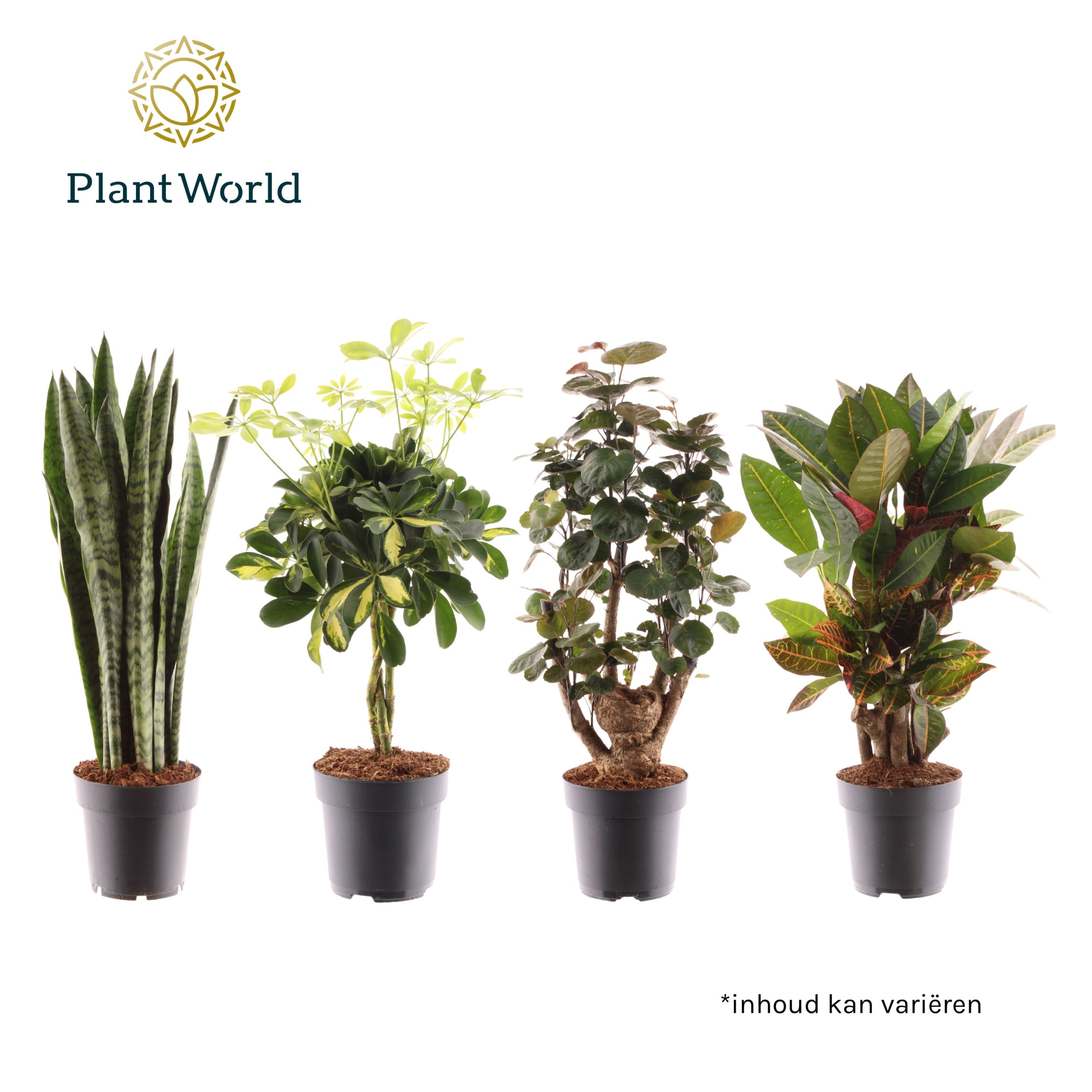 Groenmix Santorini (diverse soorten), D 17 cm