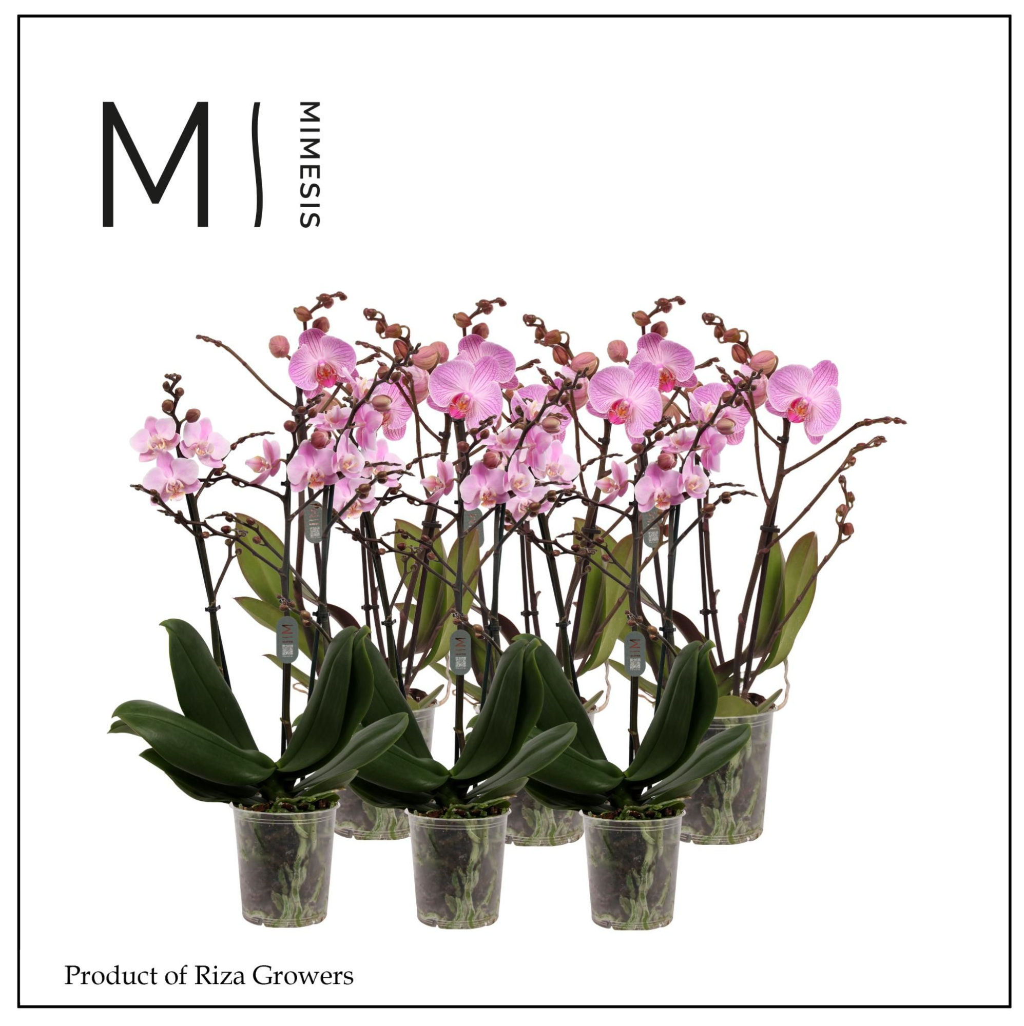 Phalaenopsis Multi Light Pink 3 spike - 12cm | Mimesis, D 12 cm