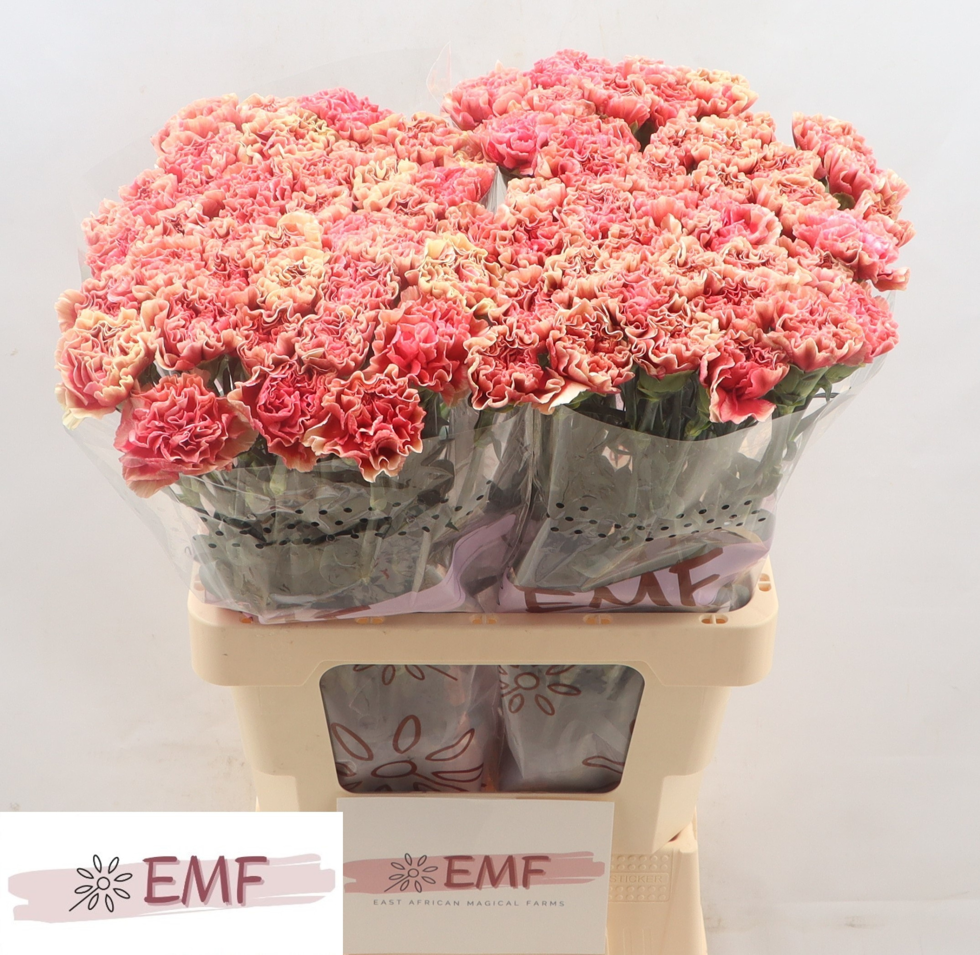 Диантус од. Баруау, шт.