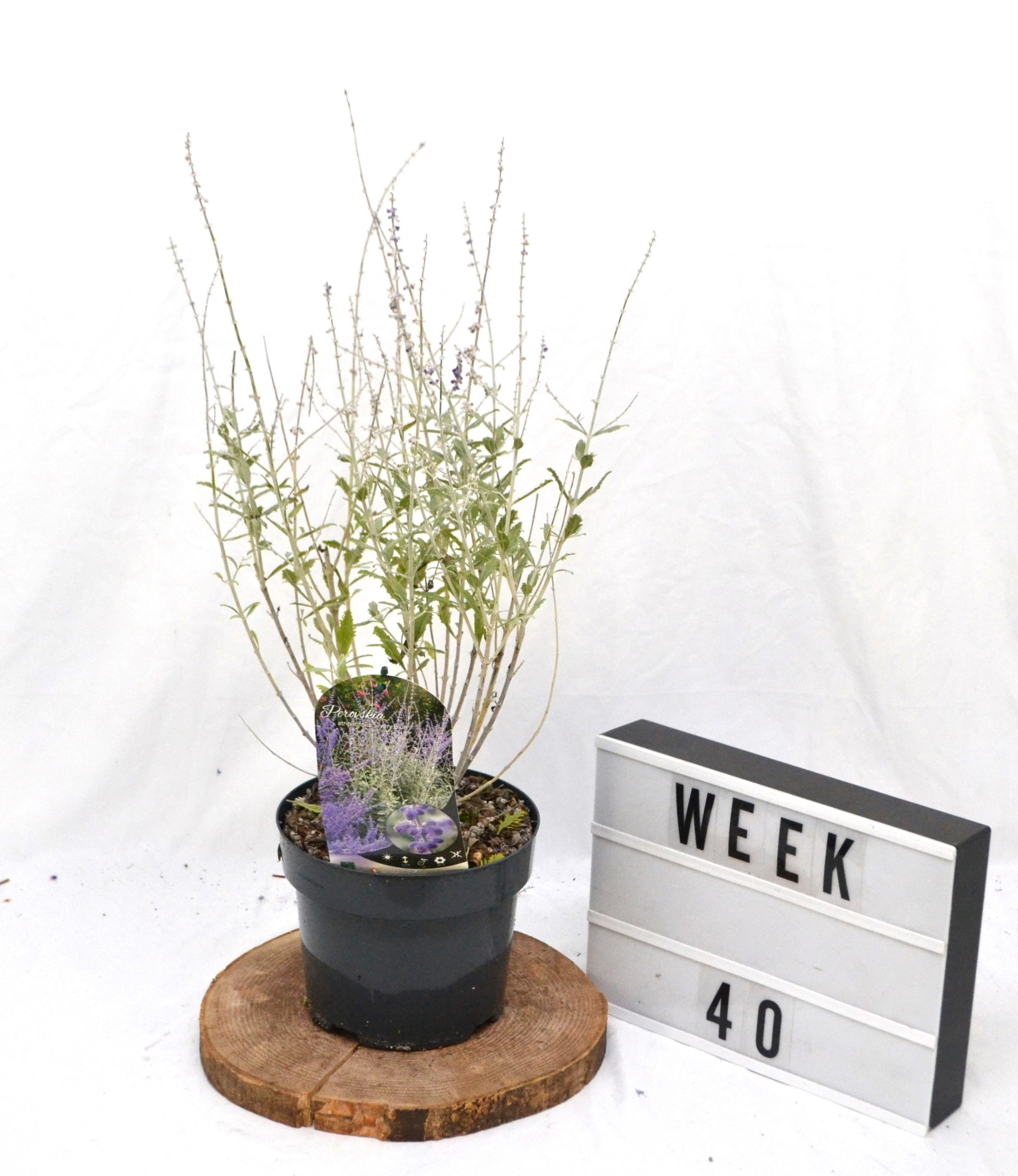 Perovskia atripl. Silvery Blue C3, D 19 cm