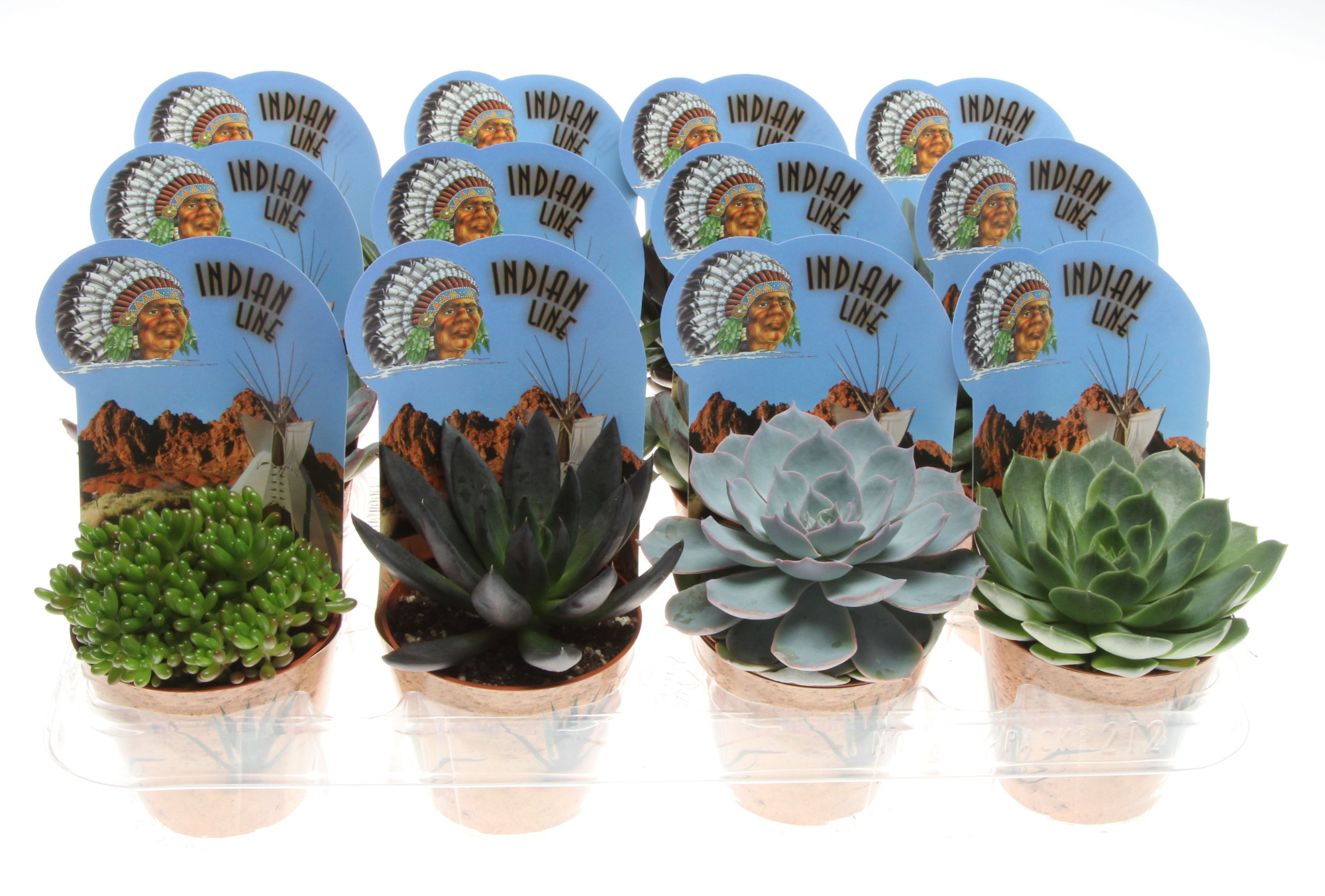 Potcover indian line succulenten mix, D 8,5 cm