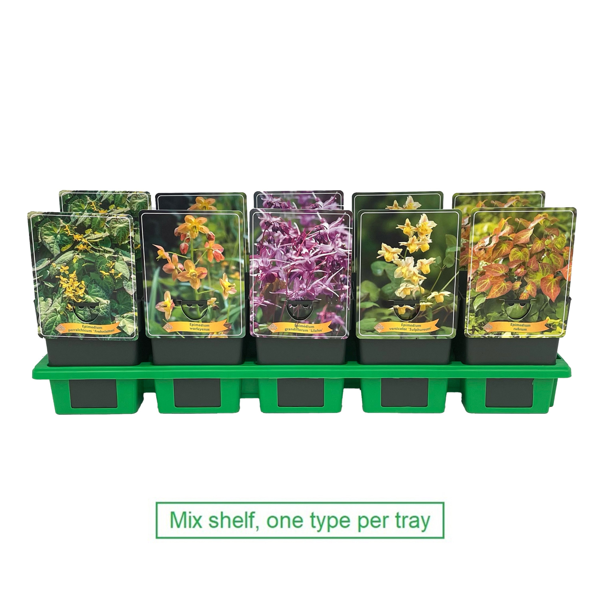 Epimedium mix laag P11, D 11