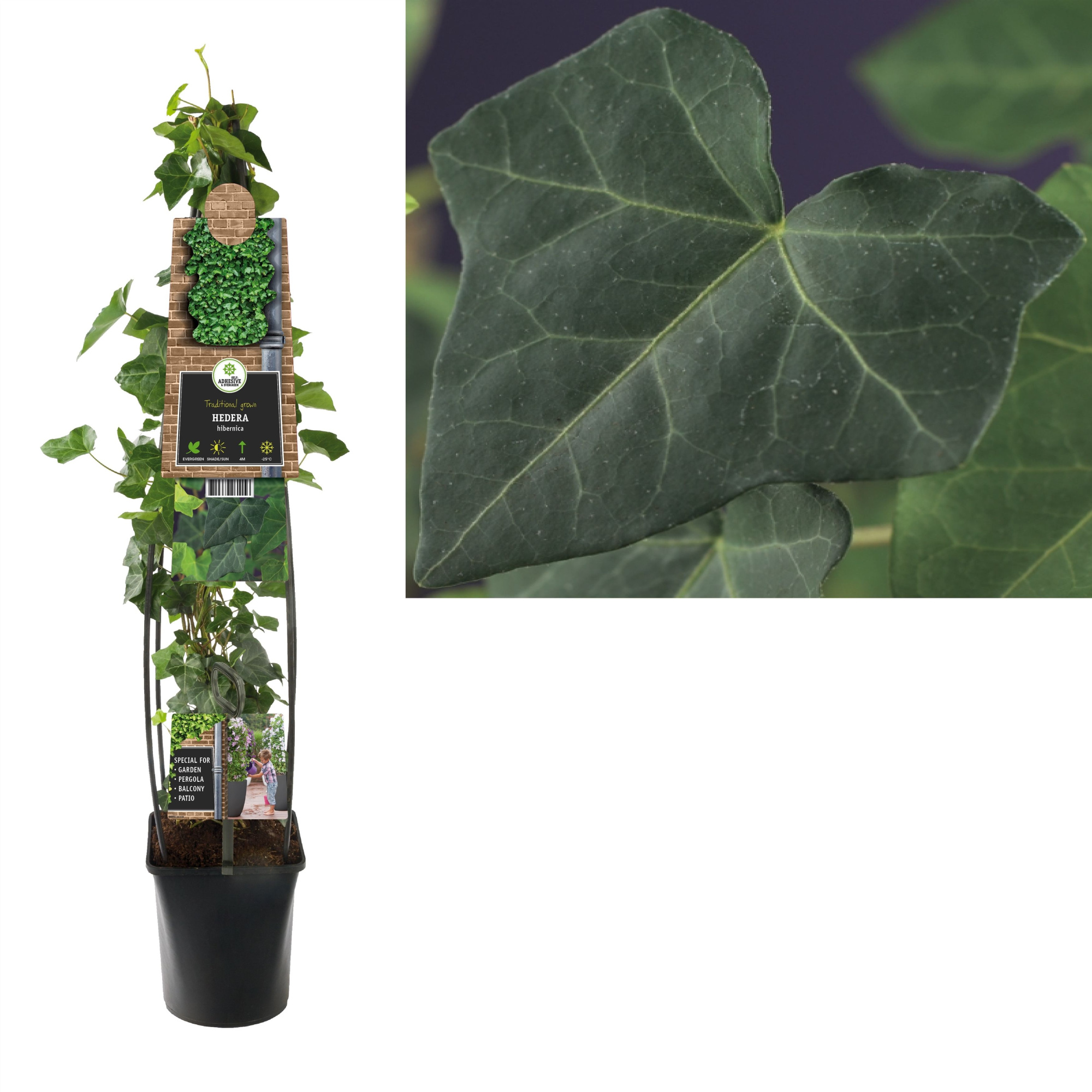 Hedera hibernica +3.0 label, D 23