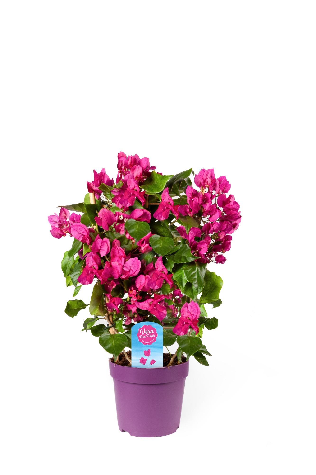 Bougainvillea op Rek Vera Deep Purple, D 17