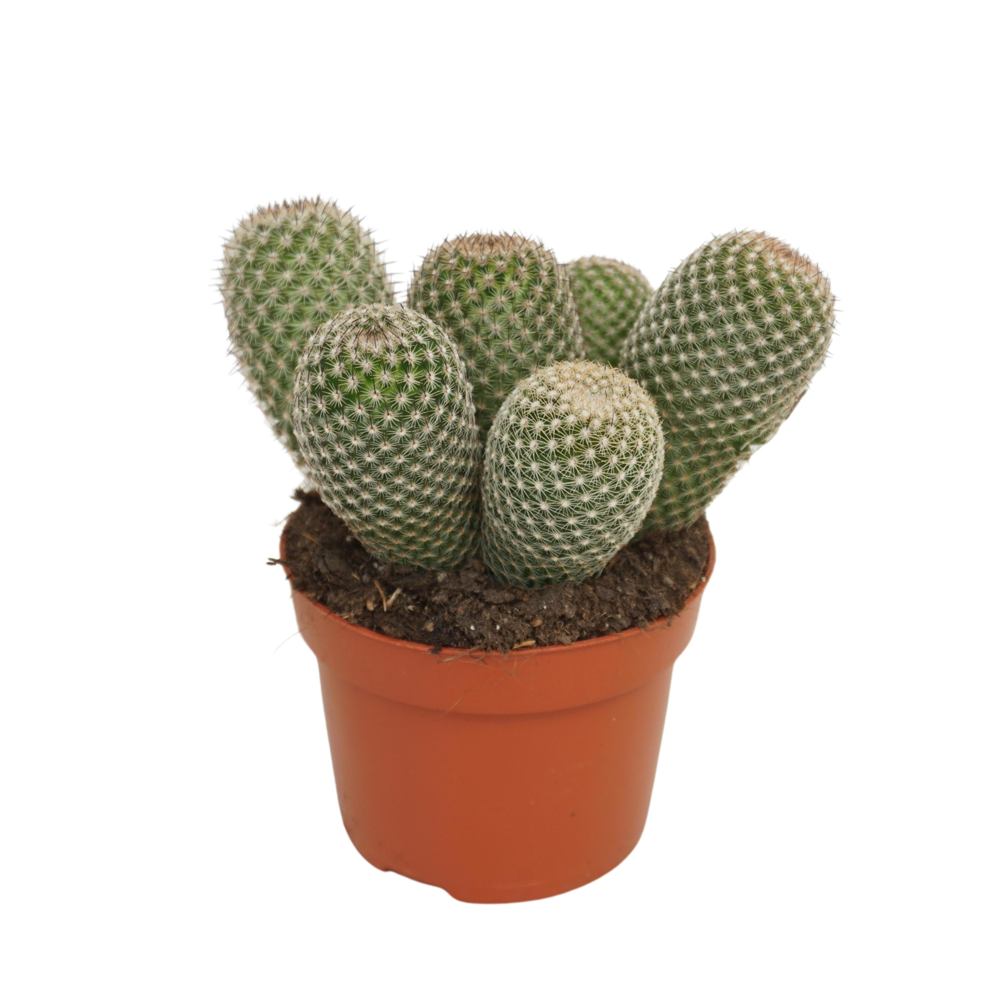 Mammillaria matudae 12 cm, D 12 cm