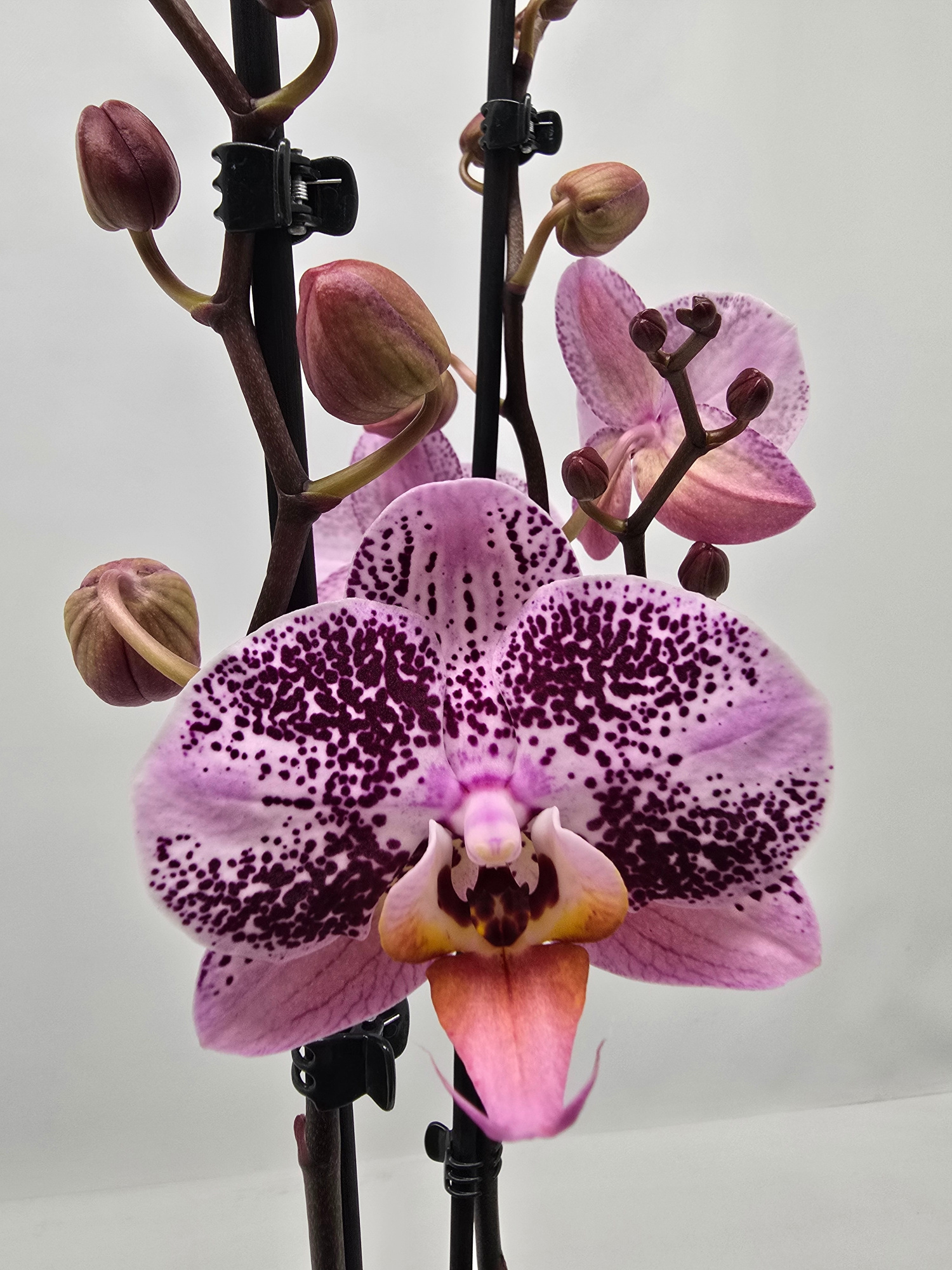 Limited 18 week 43, D 12 cm