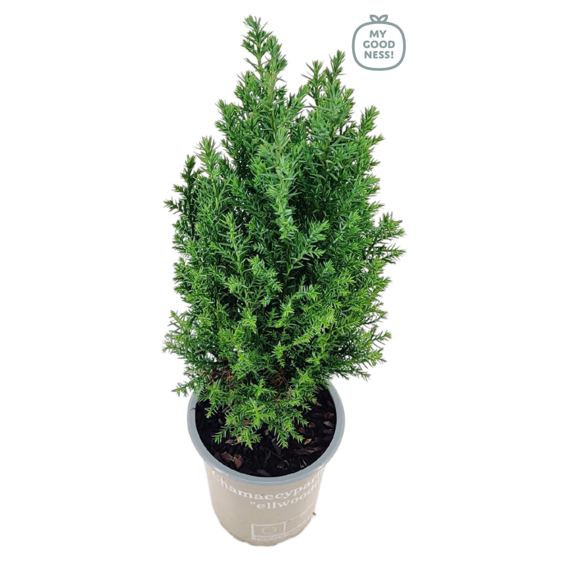 Chamaecyparis lawsoniana 35cm /P9, D 9 cm