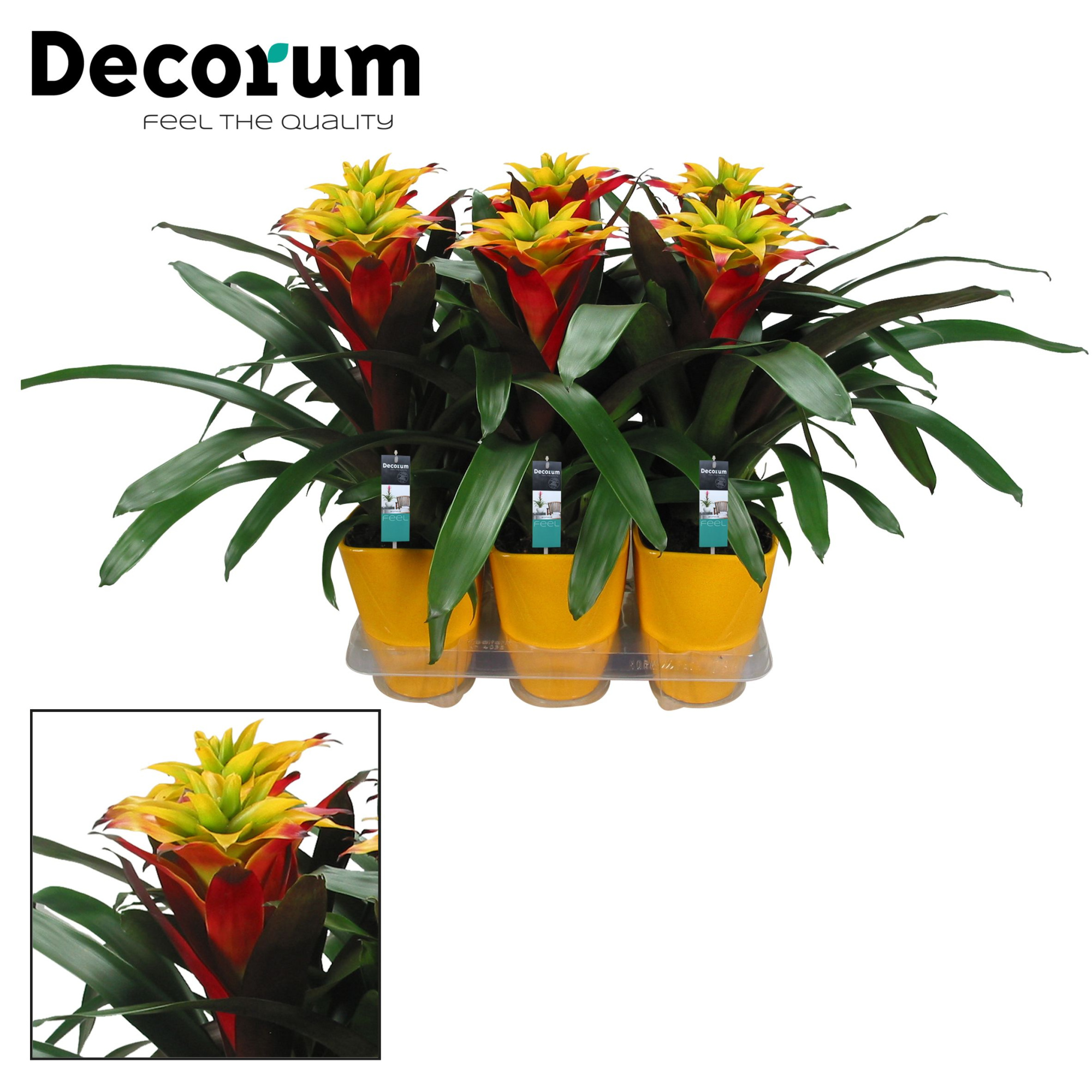 Guzmania Fancy Squarrosa Luxe Keramiek (Decorum), D 14 cm