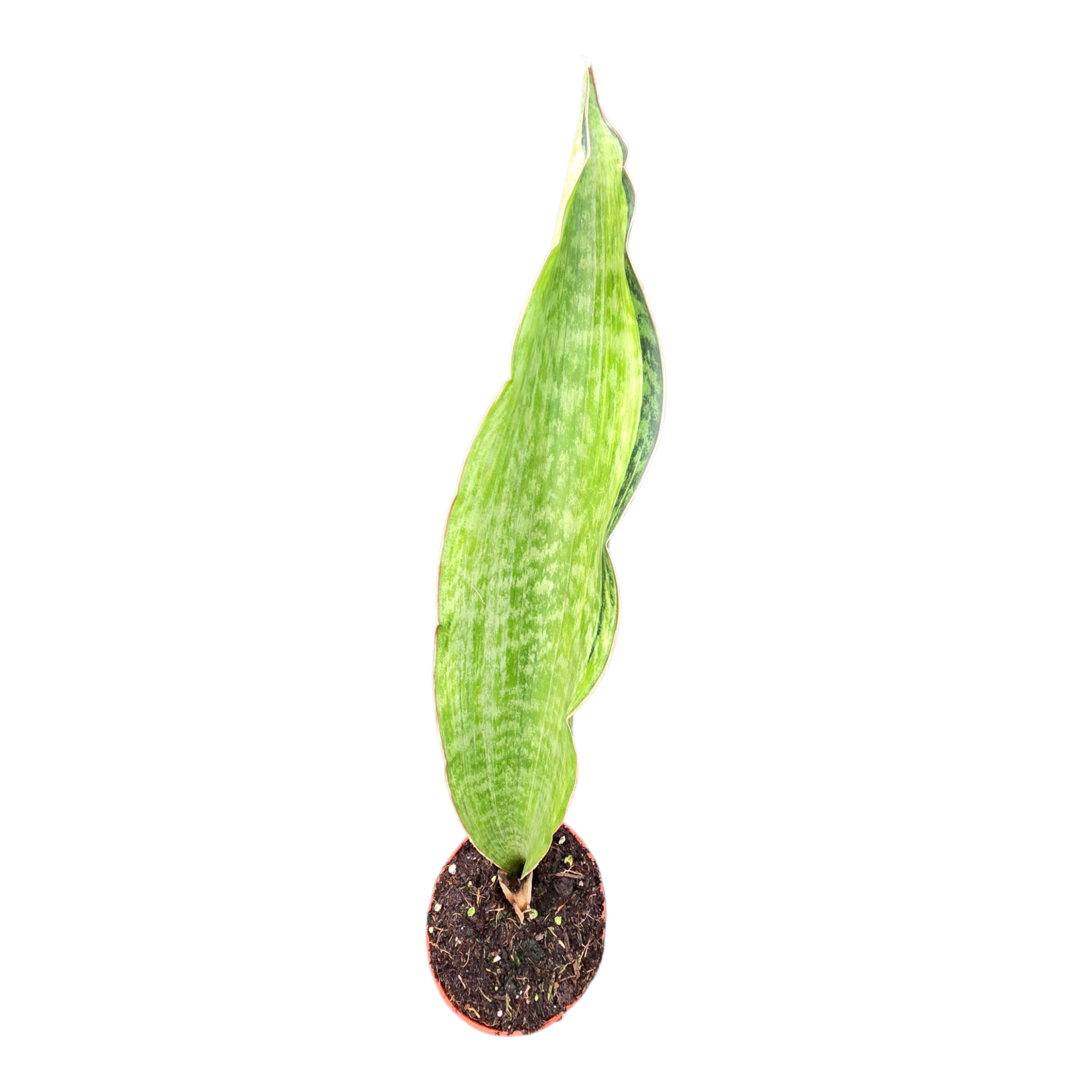 Sansevieria Bruda Variegata, D 9