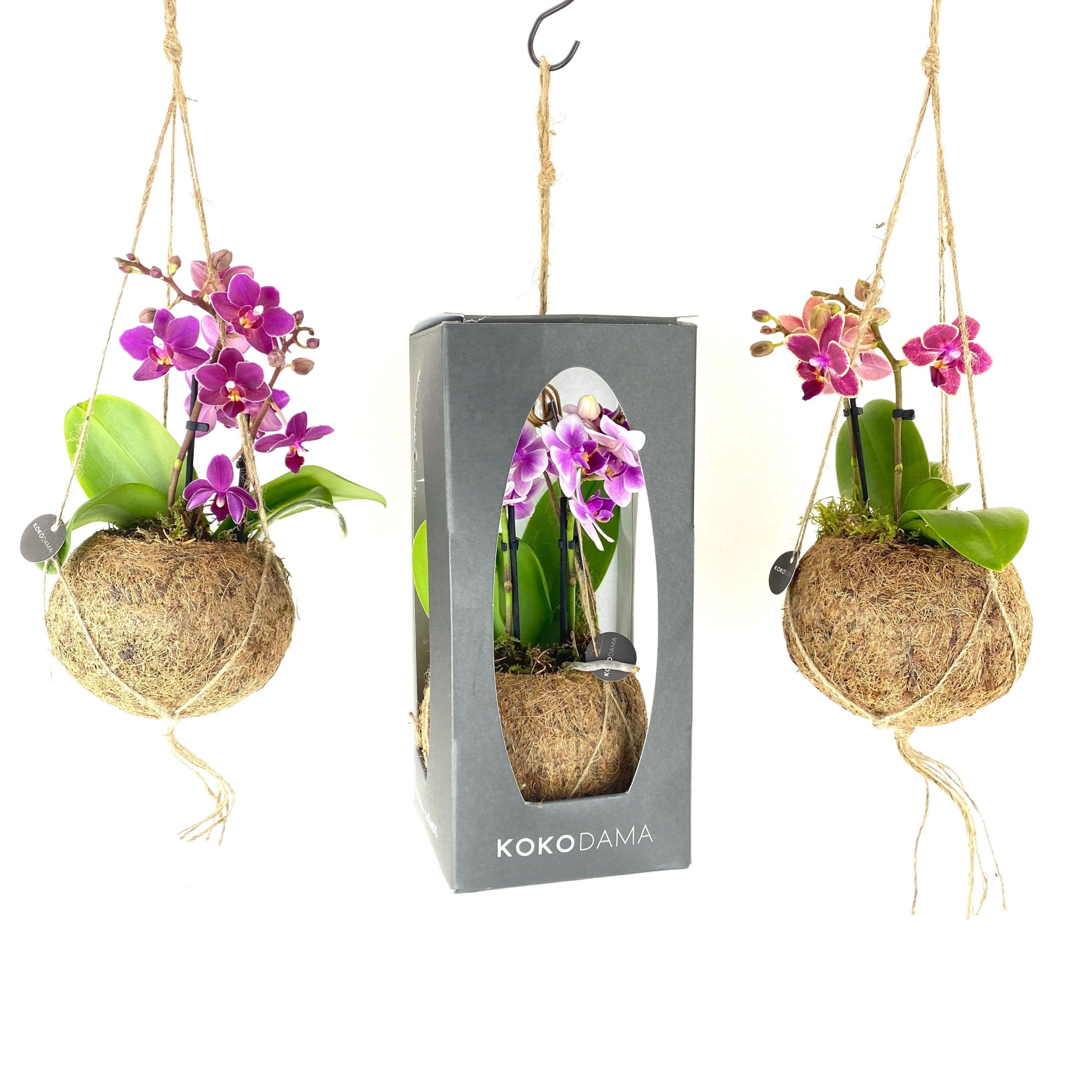 Kokodama 12 cm Gift Package Orchid 2 tak, D 12 cm