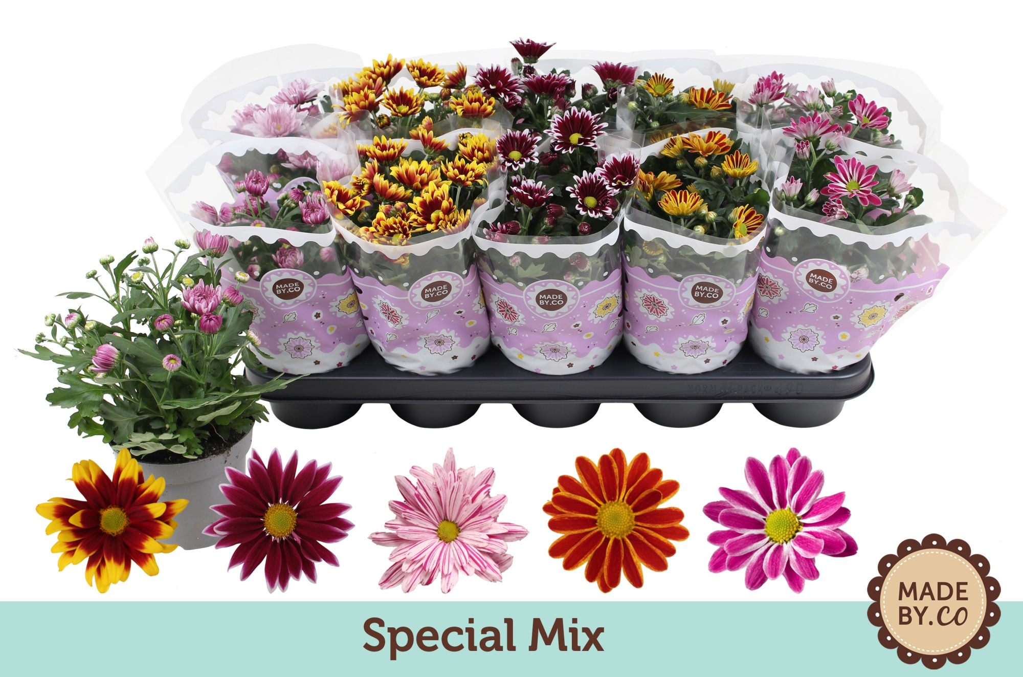 Chrysant Special Mix, D 12