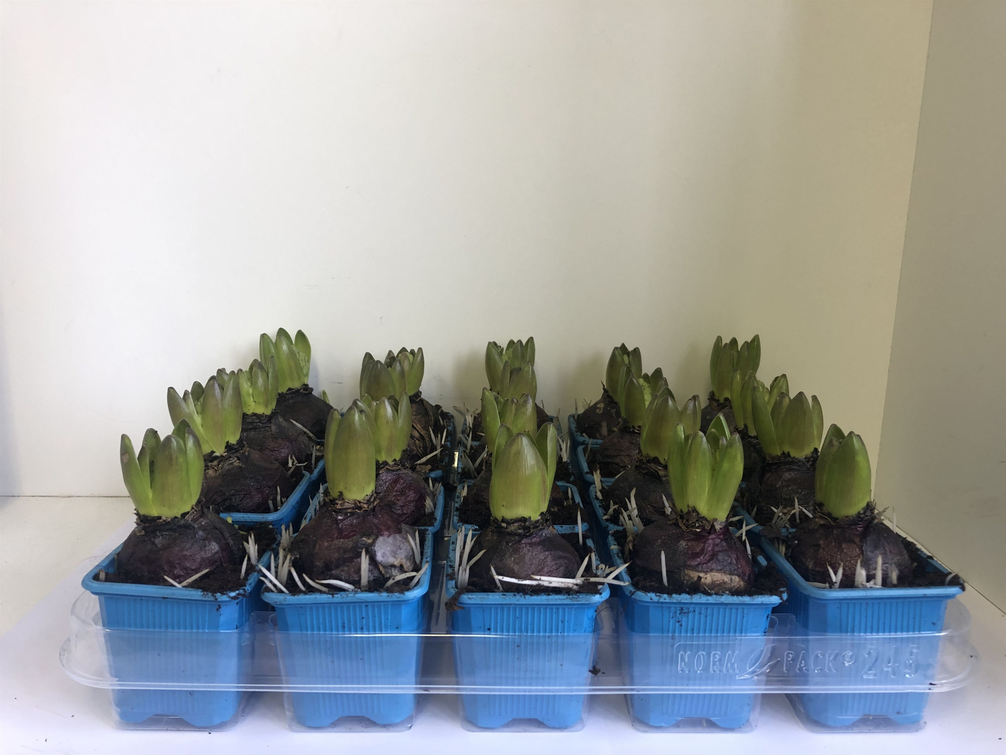 7 cm delft blue zonder etiket, D 7