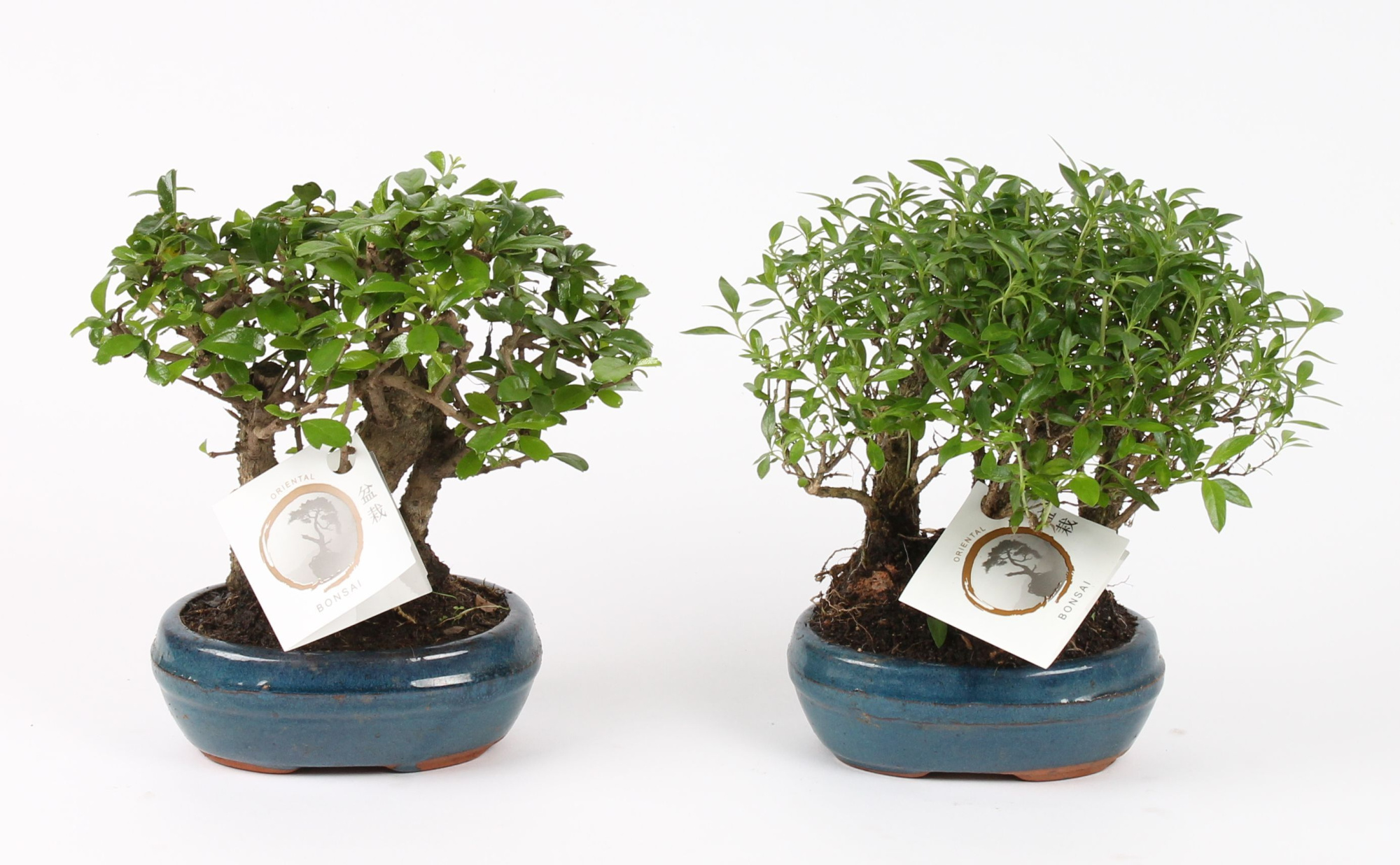 Bonsai Mix Forest in ø16cm Ceramic, D 16