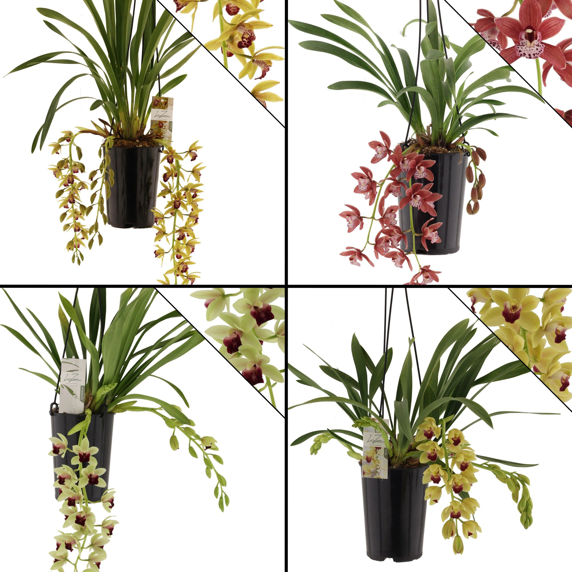 portugal mix, 3-4 tak, geen wit, D 14 cm