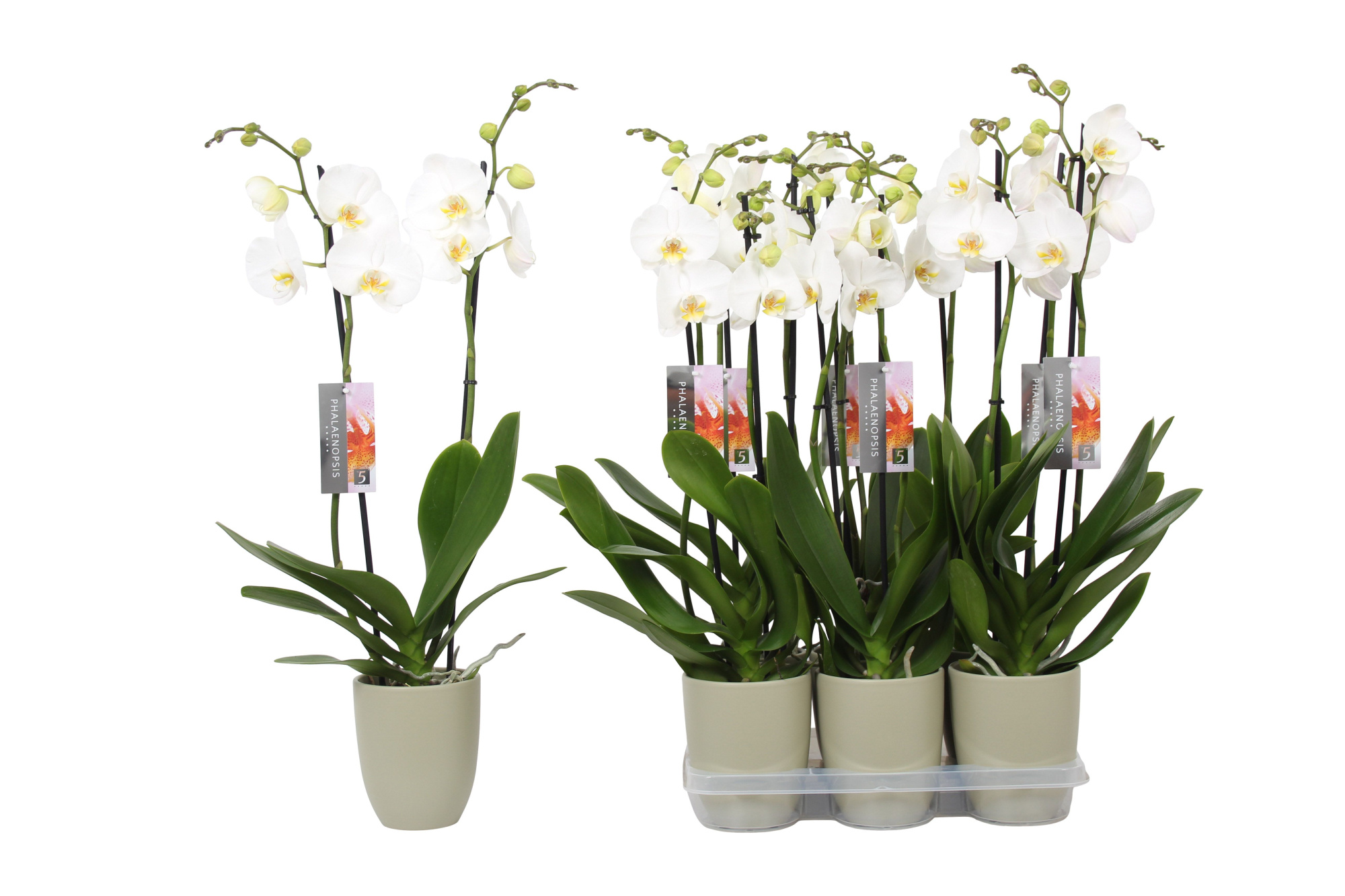 Phalaenopsis White, 2-spike Green Ceramics, D 12 cm