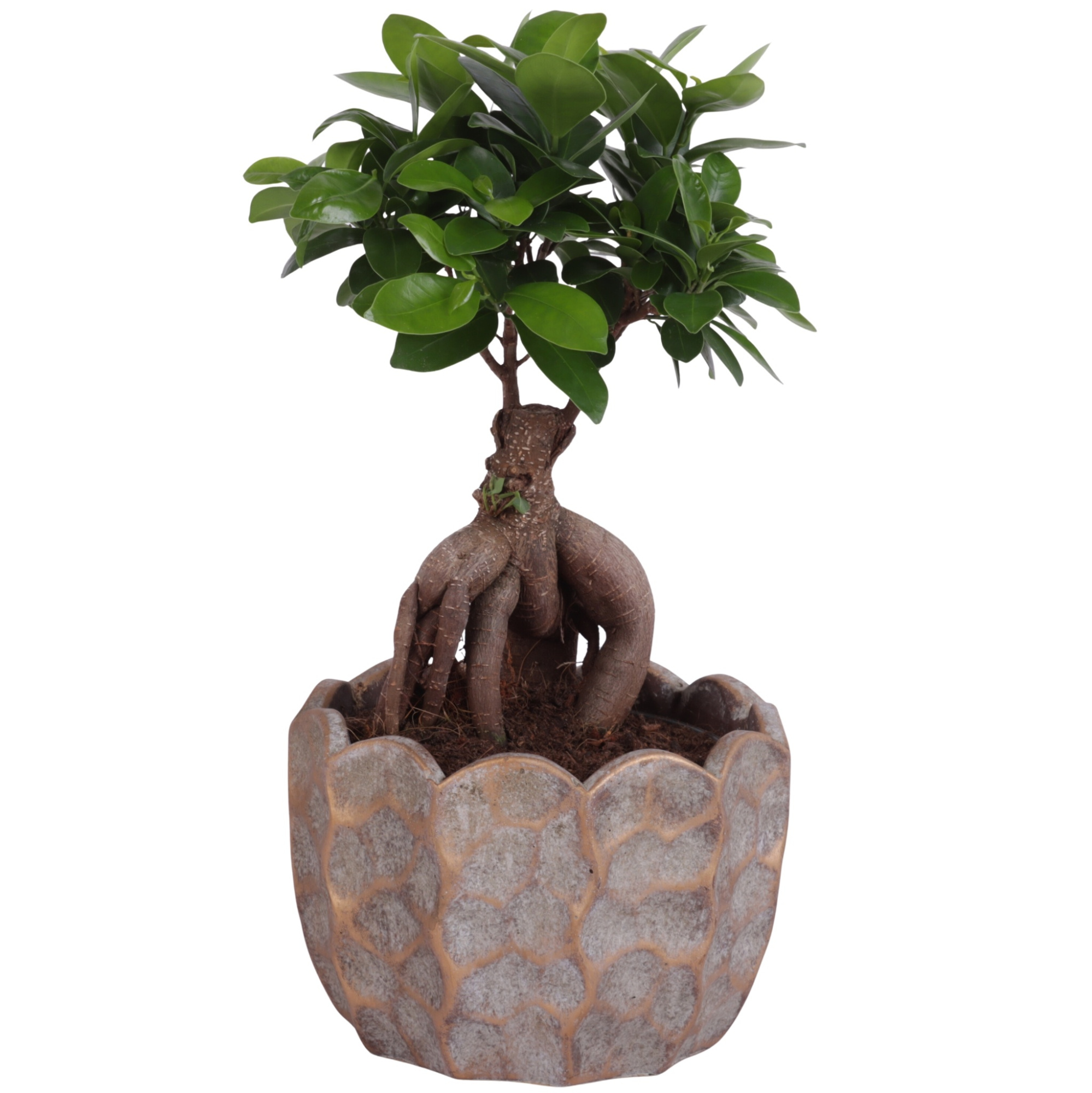 Ficus m. Ginseng Ball Shape Ø15cm in Ø18cm Ceramic PL670, D 18