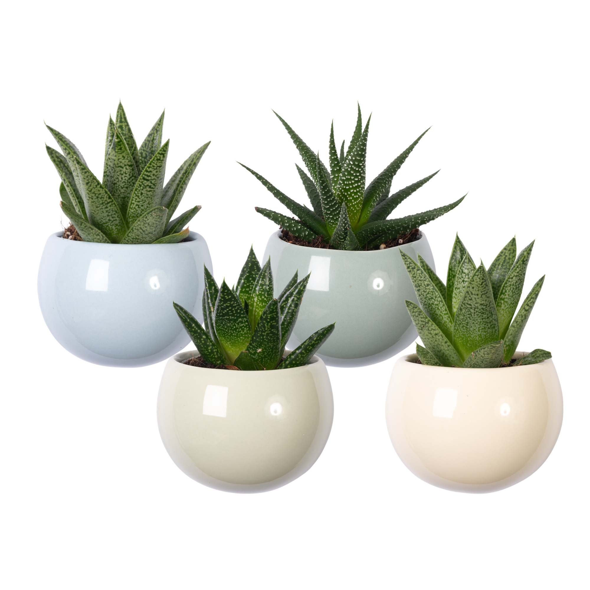 Magnetized Sea Breeze in Display, D 6 cm