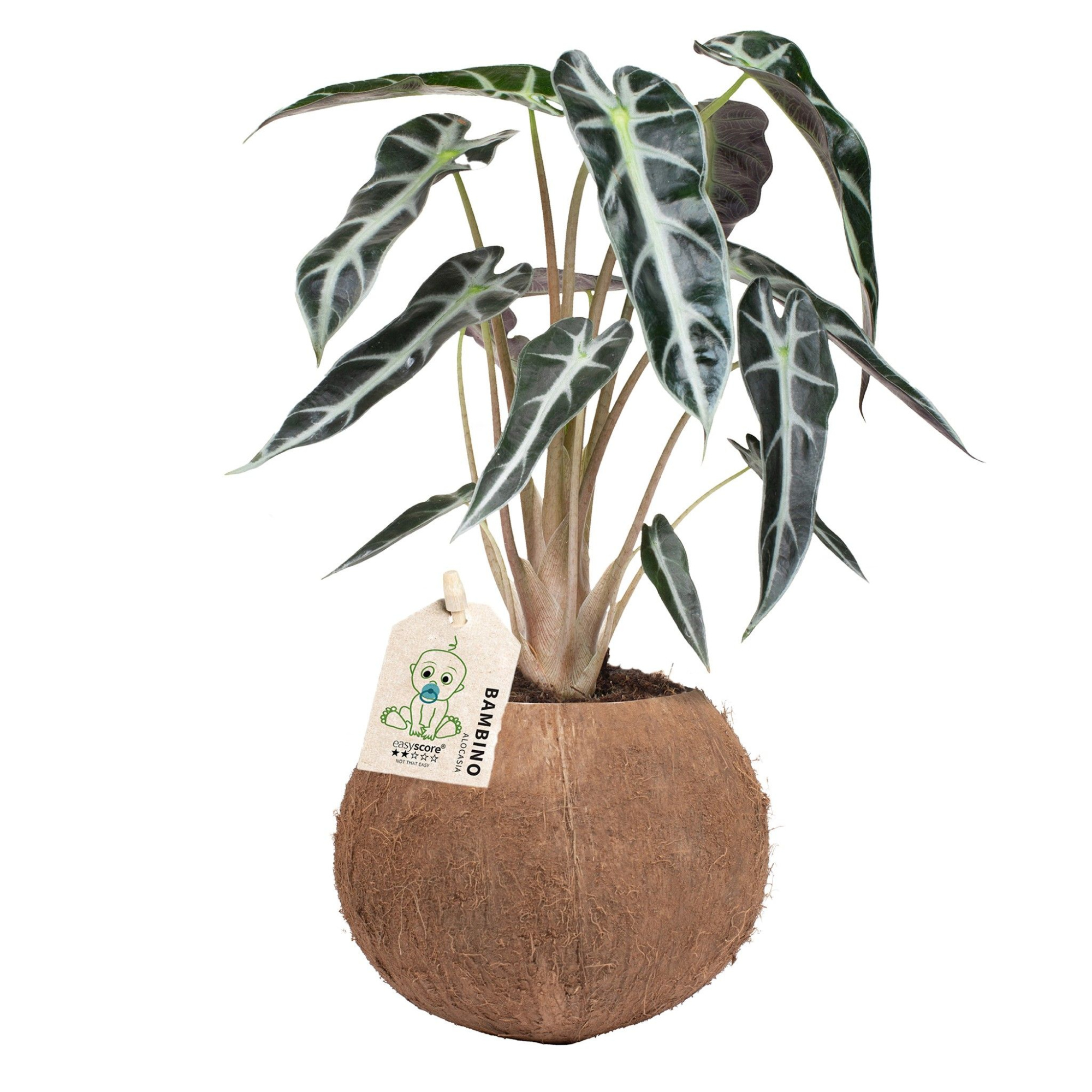 Coonut, Alocasia ´Bambino´, D 10