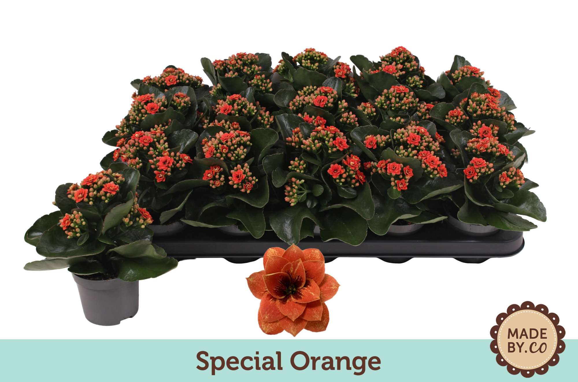 Kalanchoë Special Special Orange - no sleeve, D 9 cm