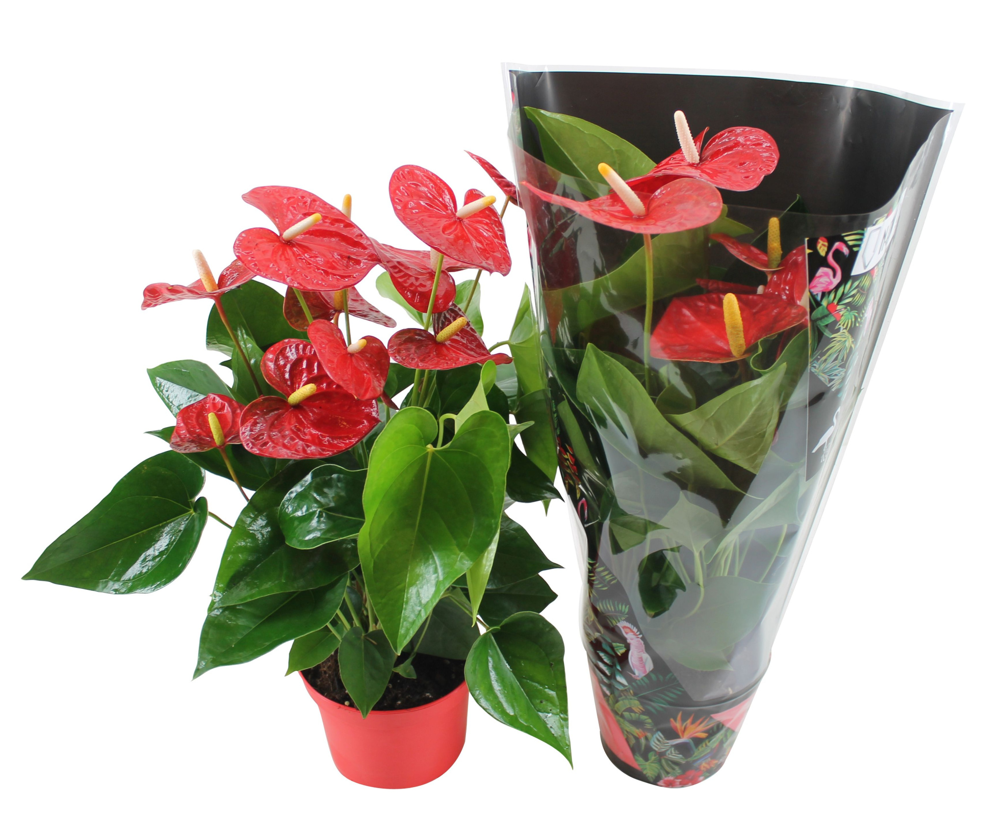 Anthurium Xl.9 Jambo Red 17cm met junglehoes, D 17 cm