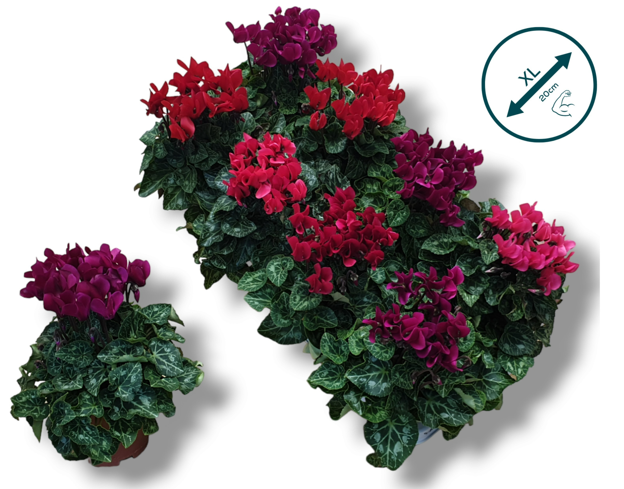 Cyclaam -DARK MIX, D 10,5 cm