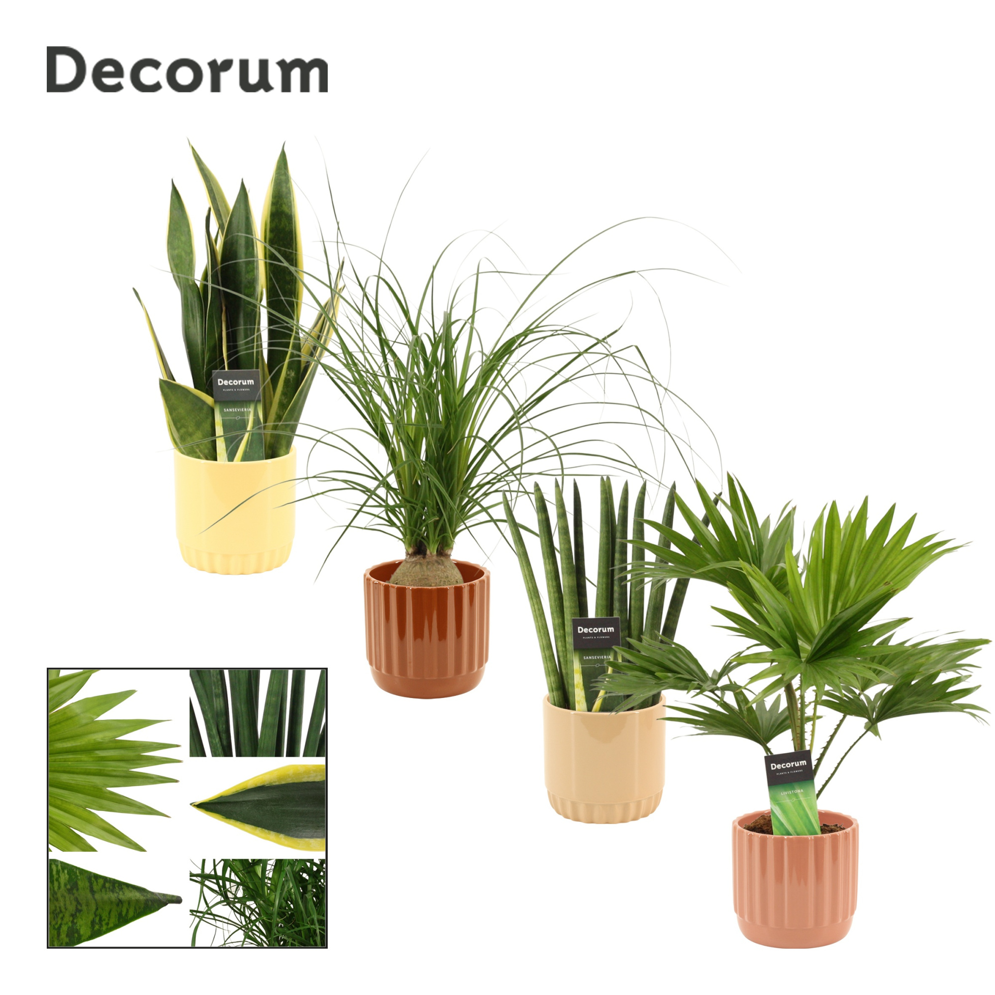 Groenmix 12 cm in Liam (Coffee blend-collection), D 12