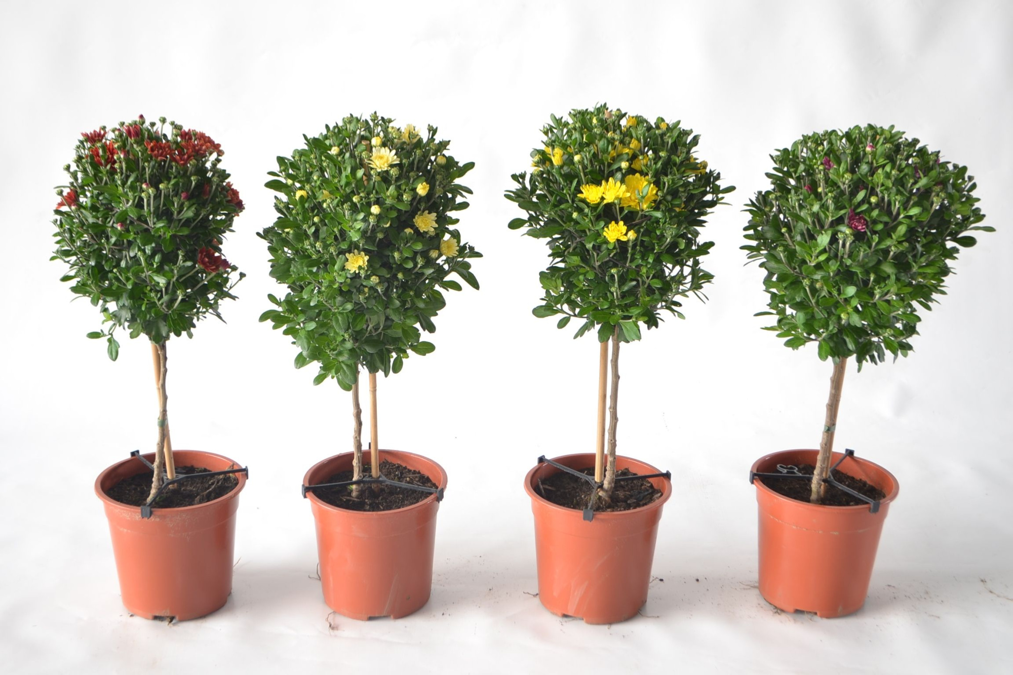 213 SV : Pot 21 cm Chrysant op stam mix 4 kleuren, D 21 cm