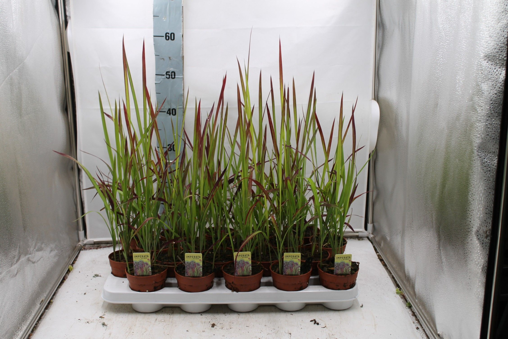 Imperata cylindrica 'Red Baron', D 9 cm