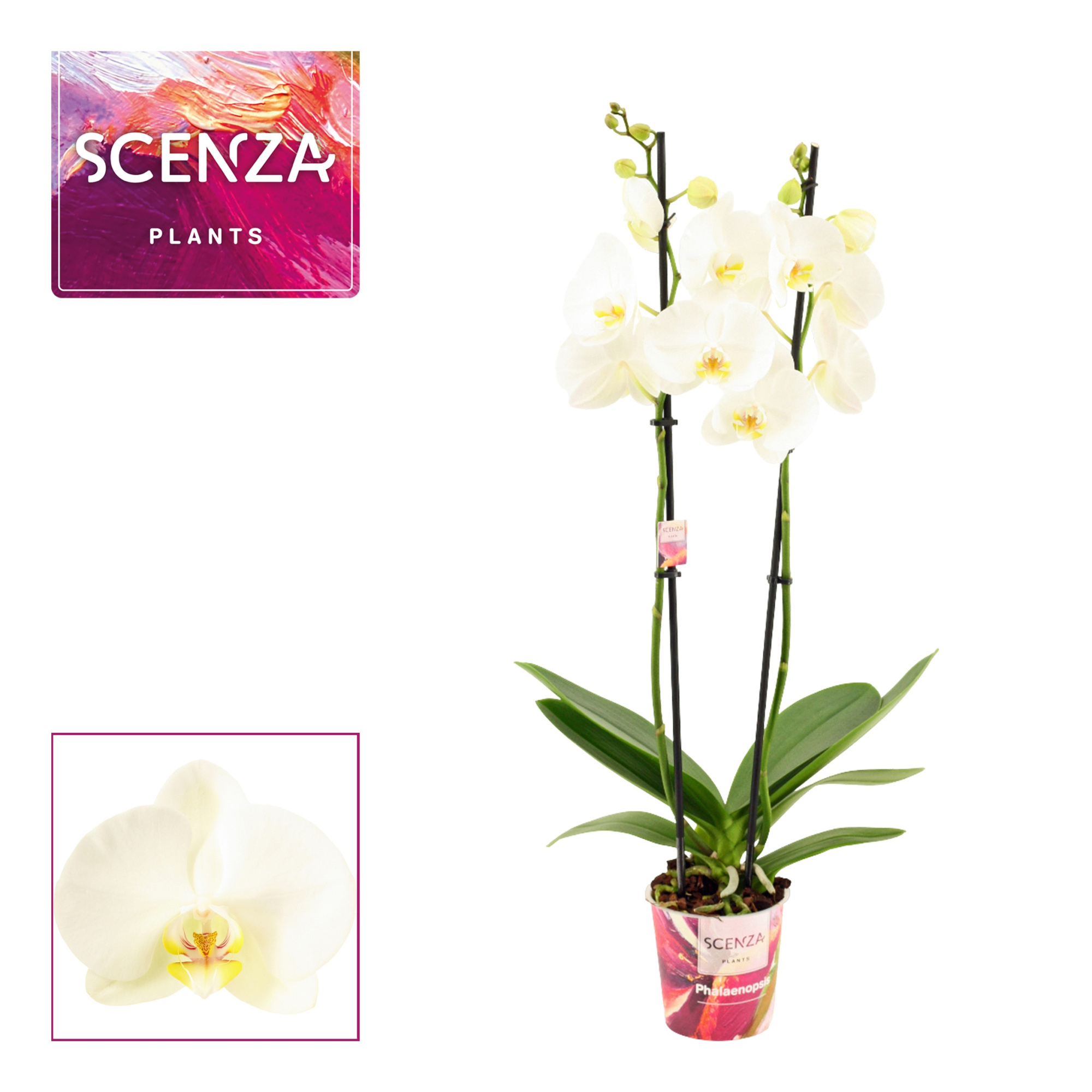 Phalaenopsis 2 tak 14+ wit (Scenza), D 12