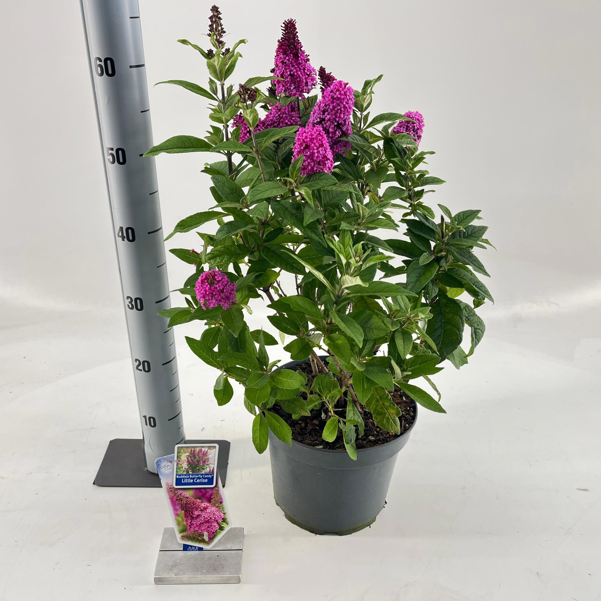 Buddleja d. Butt. Candy® Little Cerise ('BotEx 007'PBR), D 23 cm
