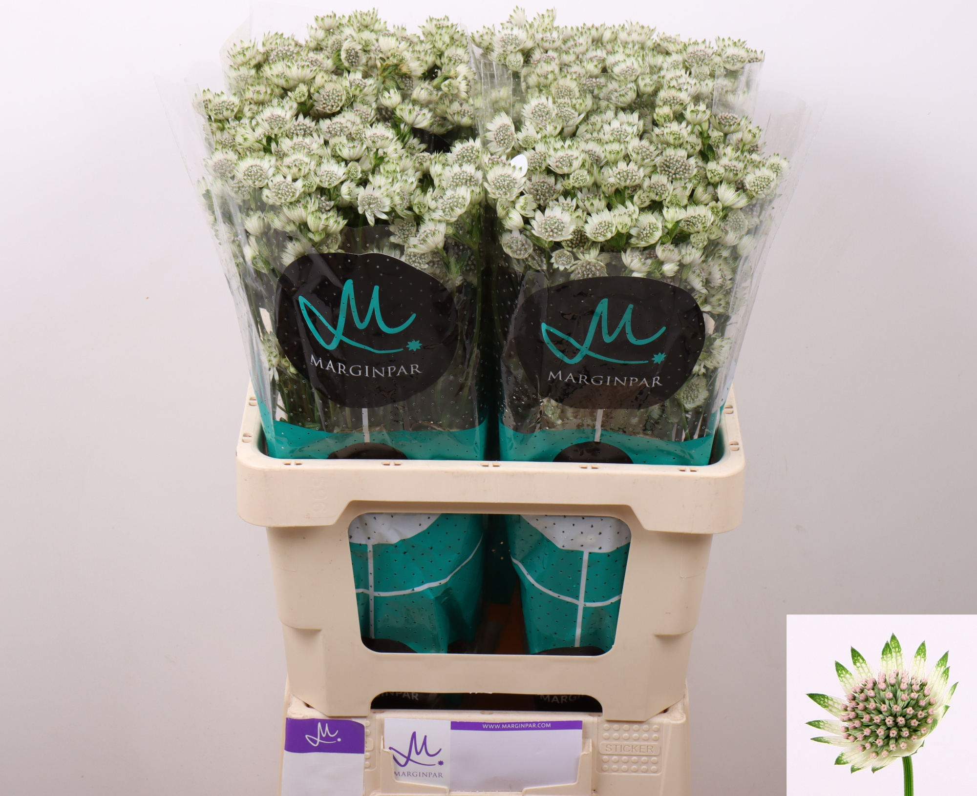 Астранция Биллион Старс 60, шт.