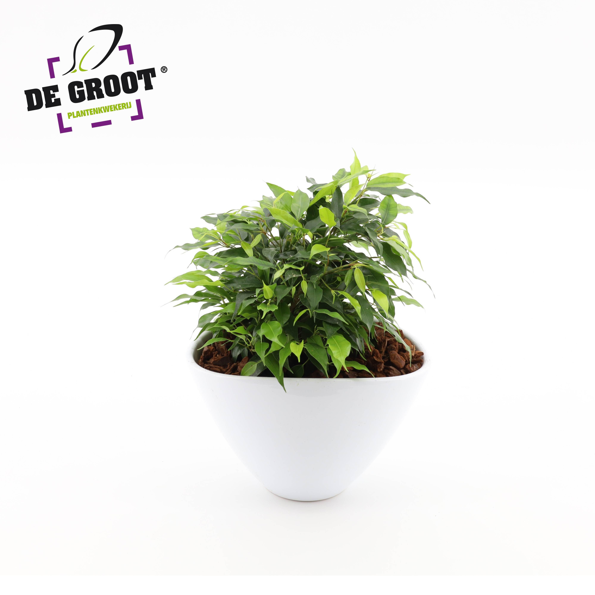 Arrangement Ficus green kinky in enveloppot, D 18