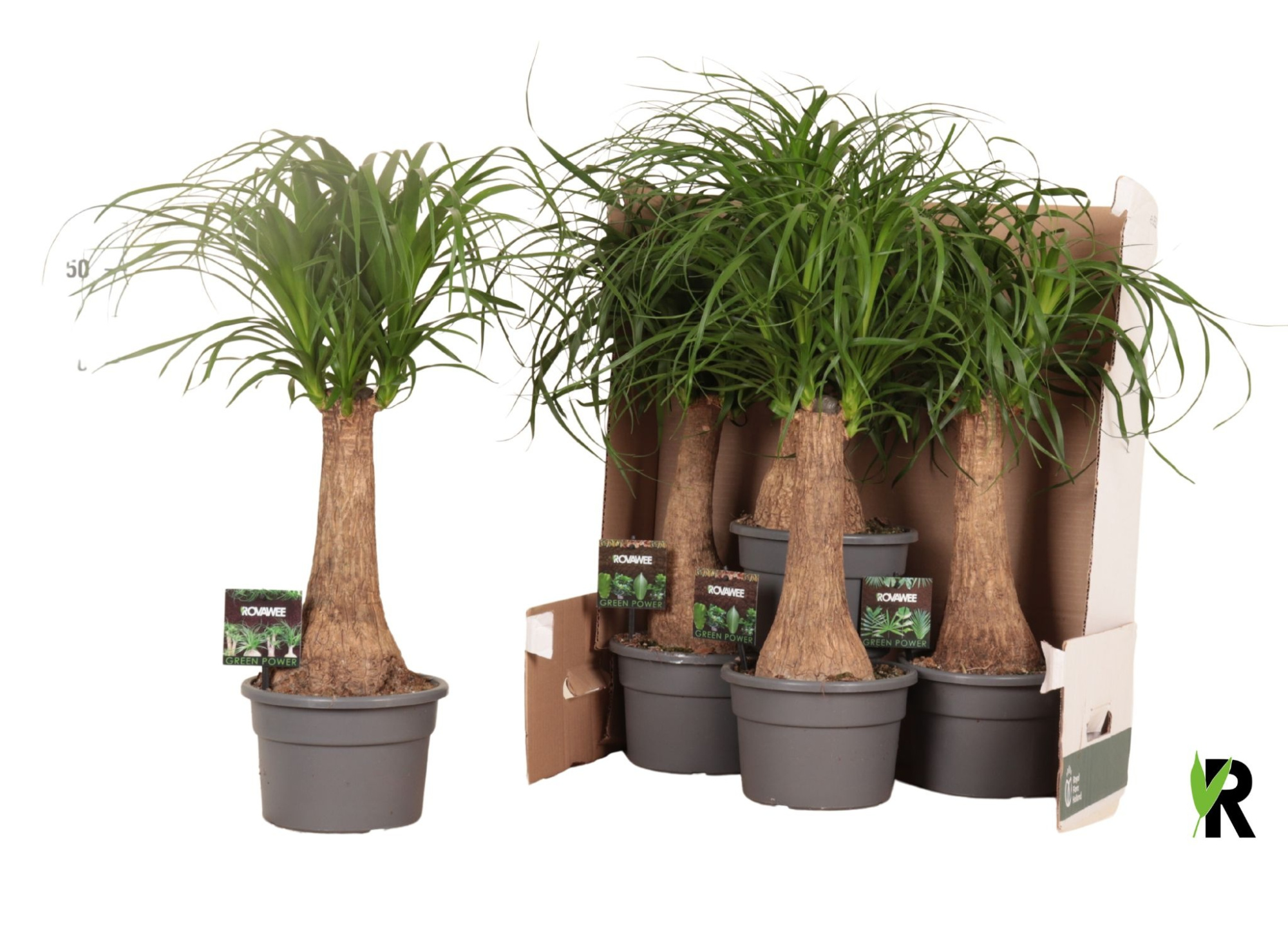 Beaucarnea rec. rechte stam in fust 352, D 19 cm