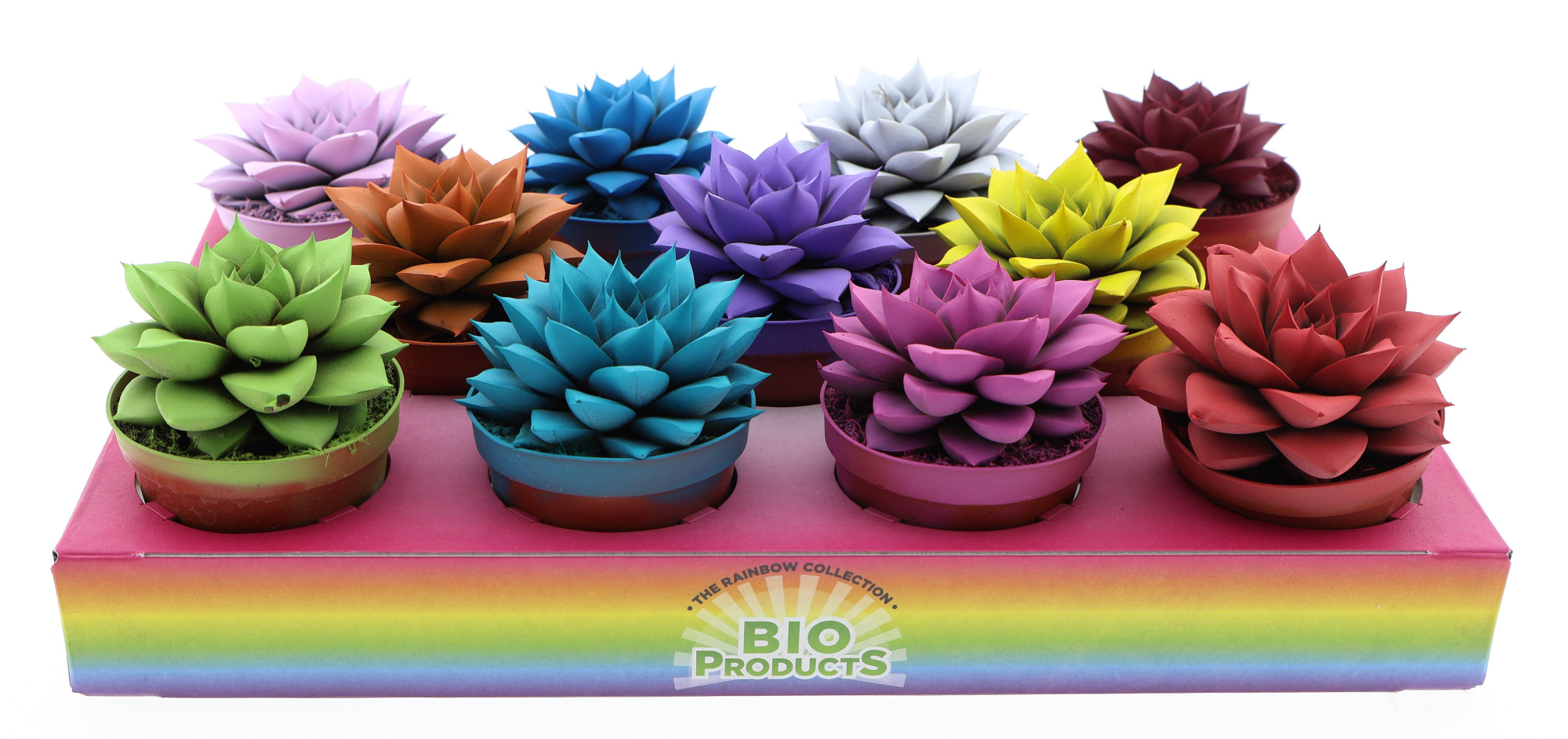 Rainbow purper mix, D 8,5 cm