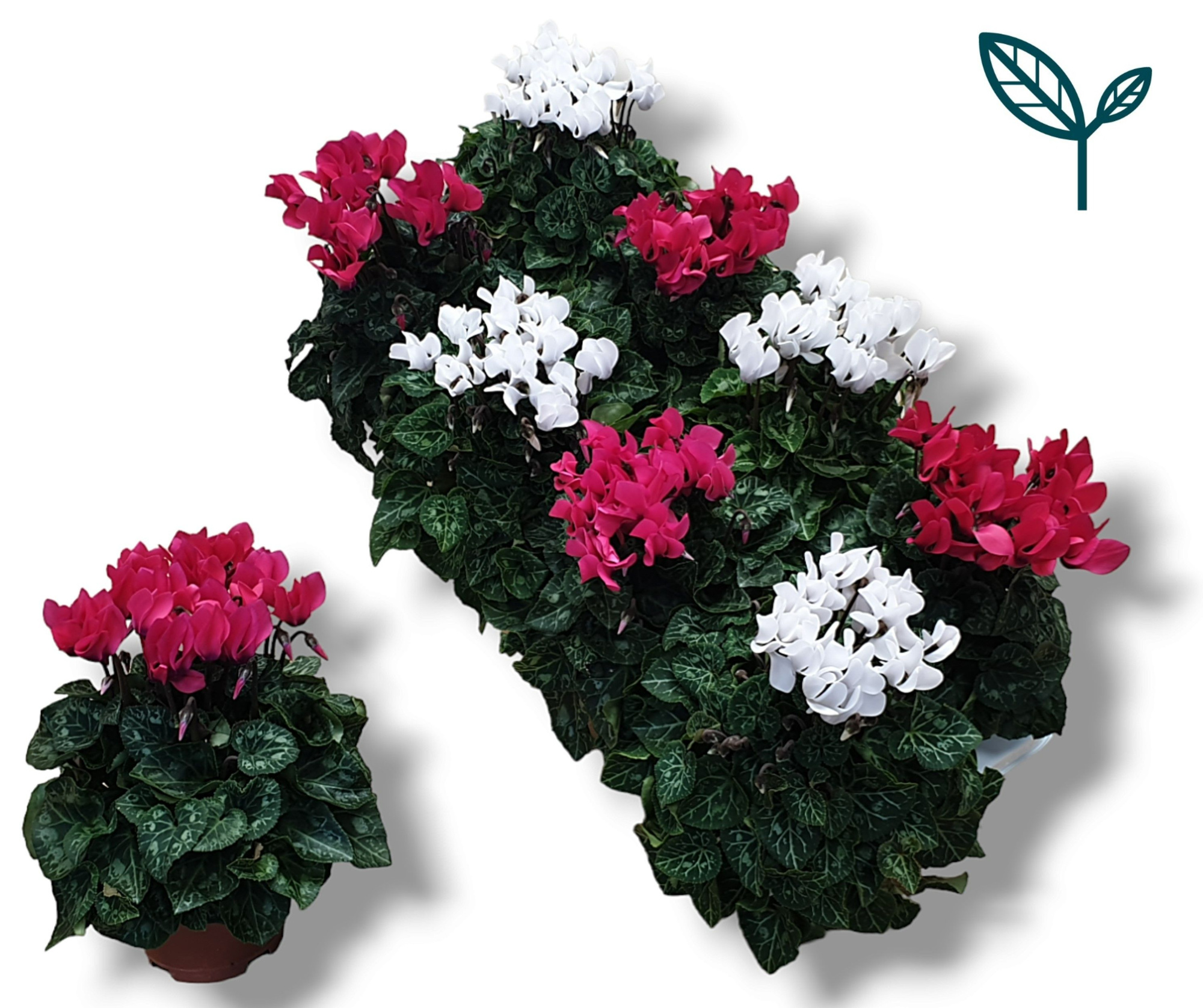 Cyclaam-ROZE / WIT, D 10,5 cm