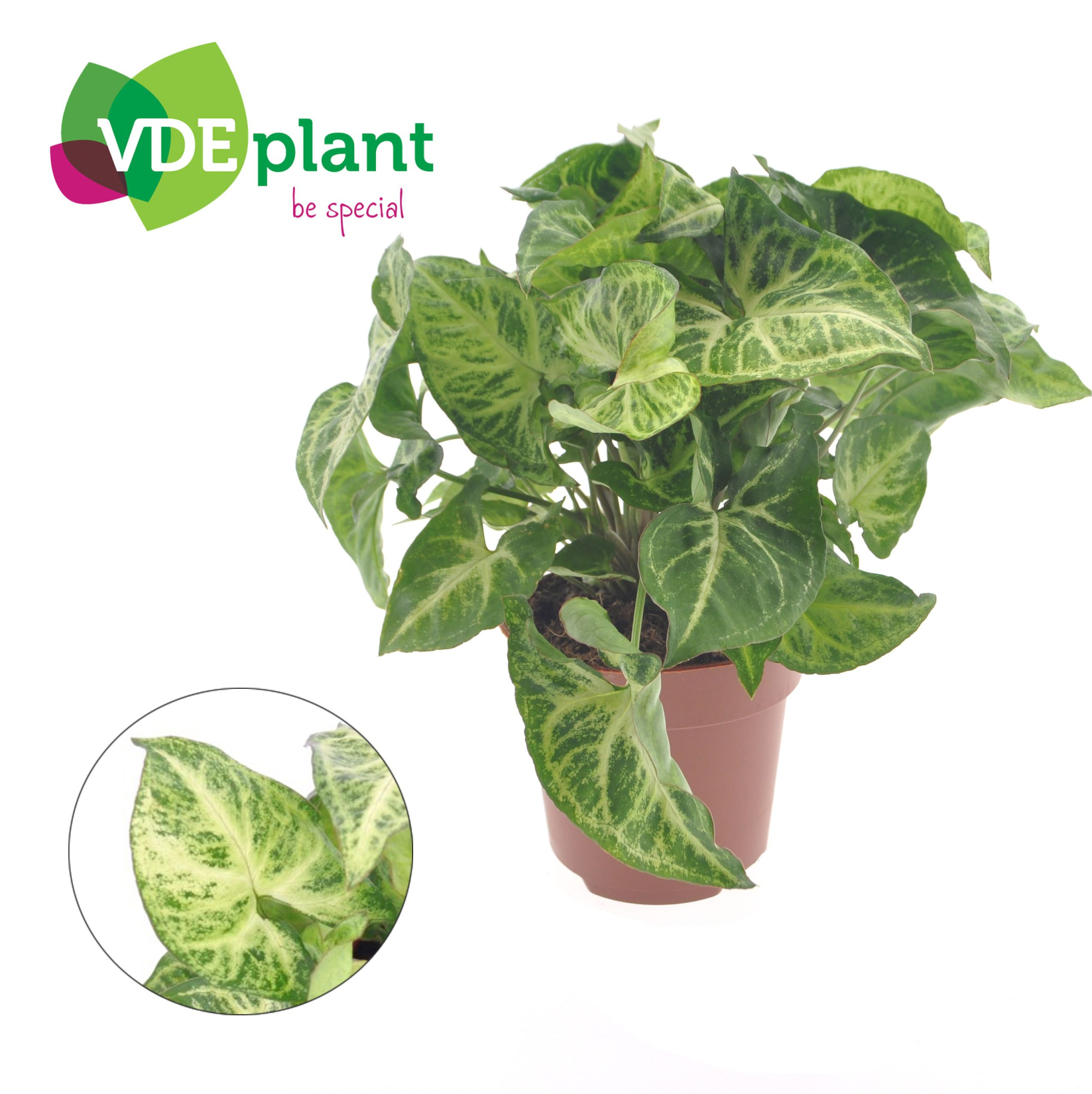 Syngonium Arrow, D 12 cm